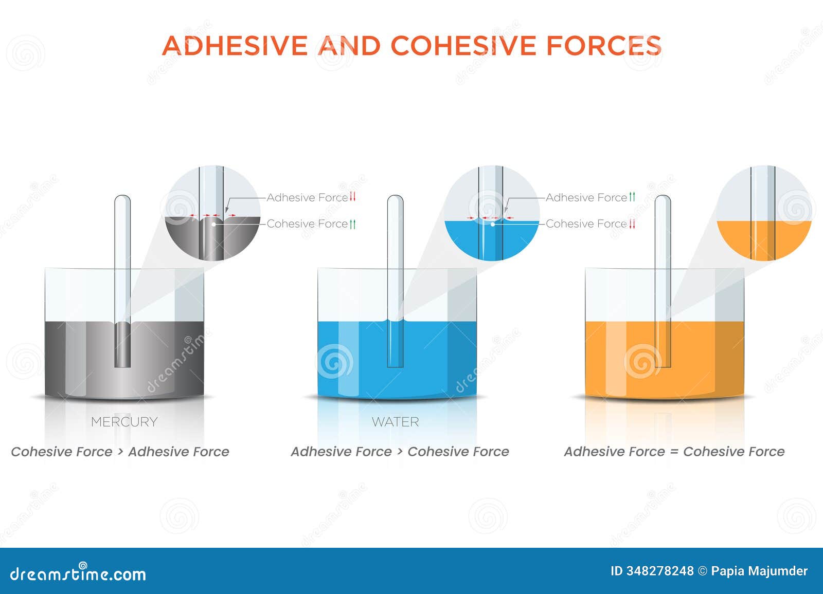 adhesive and cohesive forces experiment with mercury, water, and glass tube