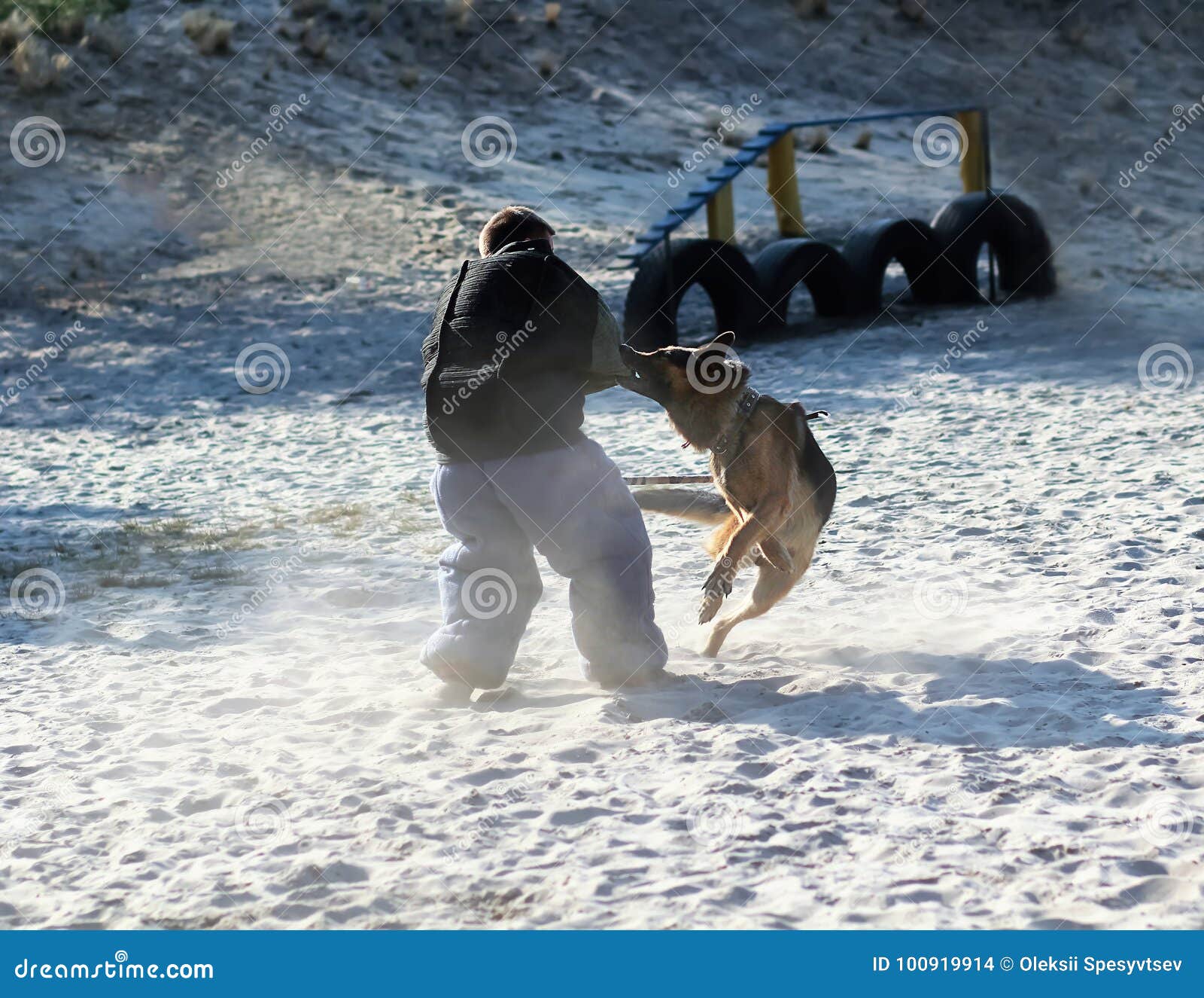 Adiestrador De Perros En Traje De La Mordedura K9 En La Acción Clase Entrenamiento En El Patio Para Perro De Pastor Alemán Imagen de archivo editorial - de juego,