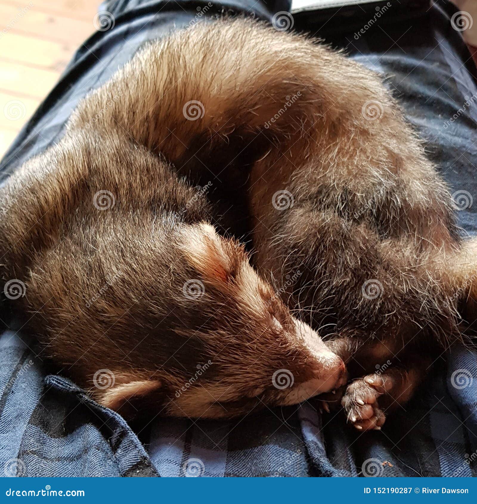 adios sable male hob ferret 2 years old