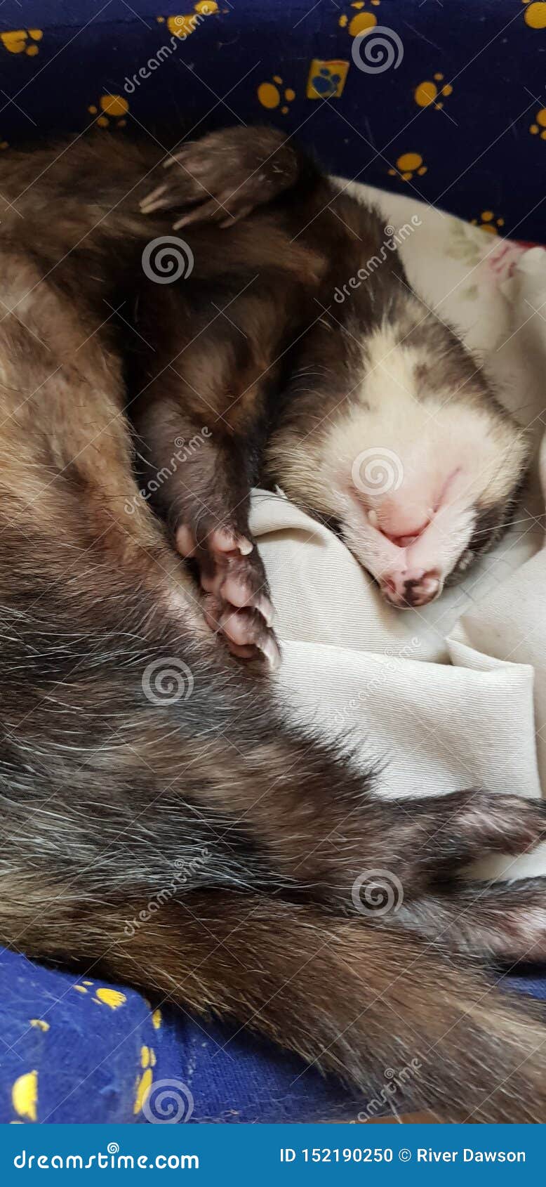 adios sable male hob ferret 2 years old