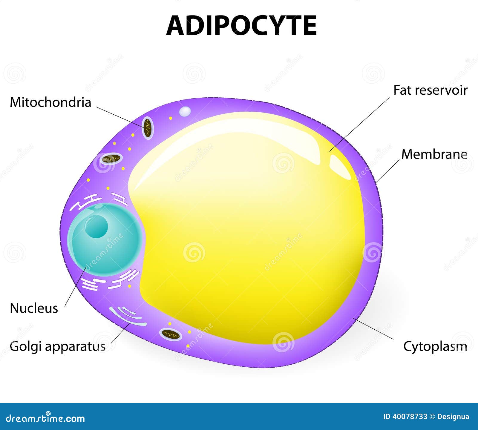 Adipocyte struktur. fet cell. Fet cell. Adipocyte är ansvarig för ackumulationsenergi, fetma, viktvinst och viktförlust. Vektordiagram.