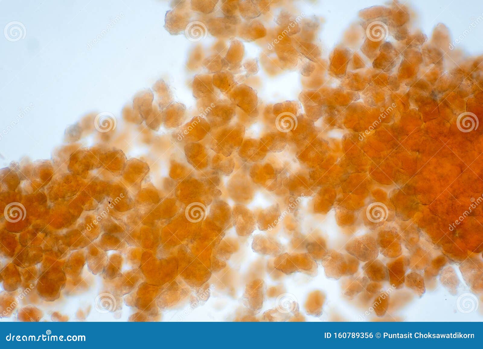adipose tissue under microscope view show contains large lipid droplet