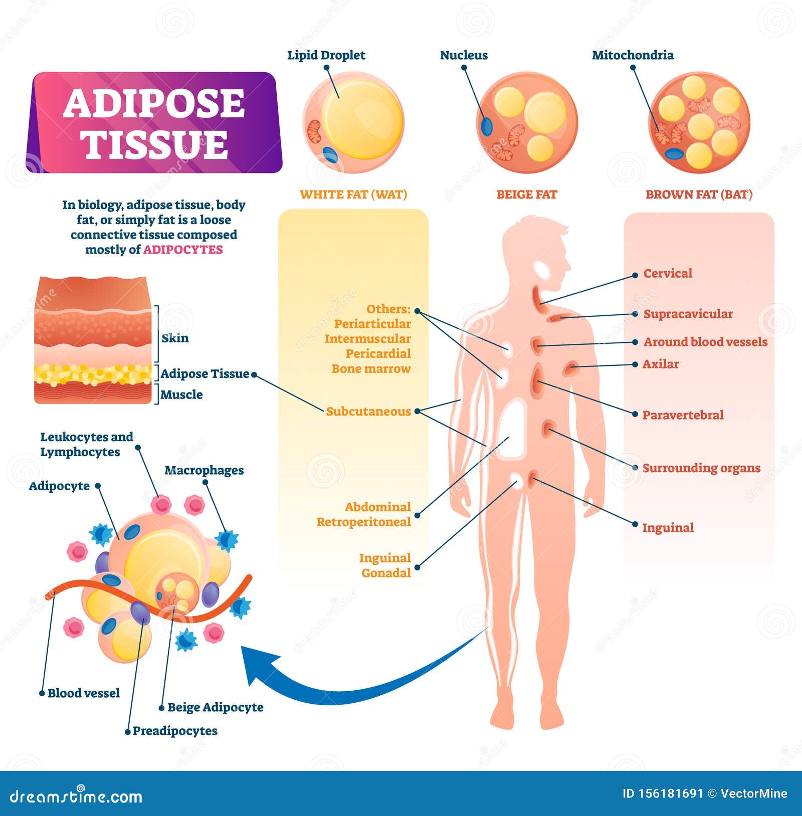 Adipose tissue of Fat/fatty tissue