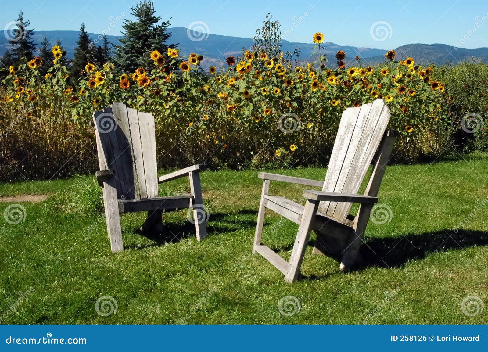 Adirondack Chairs in the Sun Stock Photo Image of sunflowers, peaceful 258126