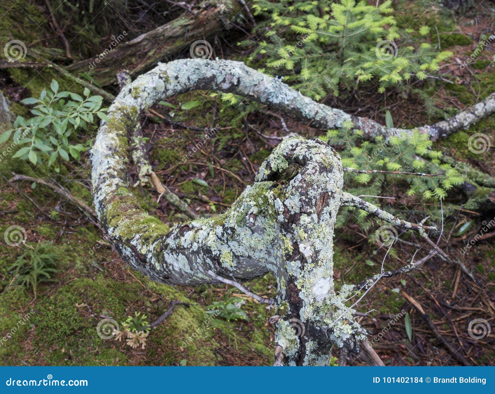 Adirondack Mosses