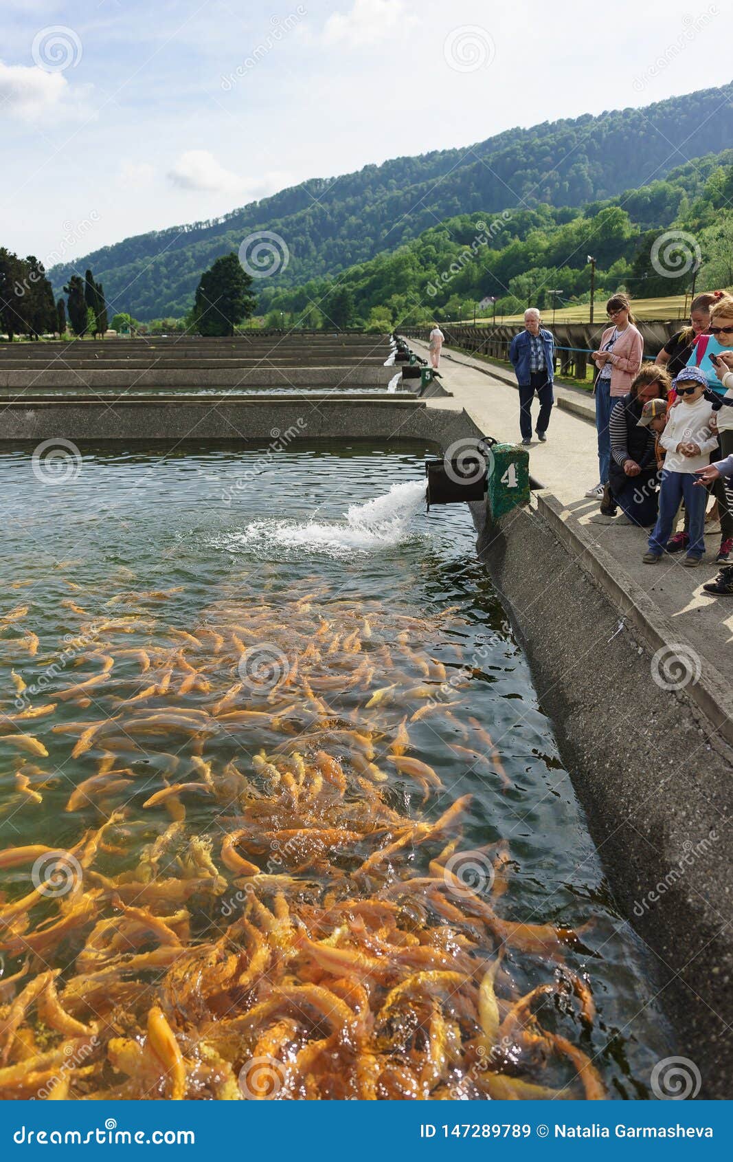 A Tour Group Of Tourists Stands Near An Artificial Pond Trout Farm And Feeds The Fish ...
