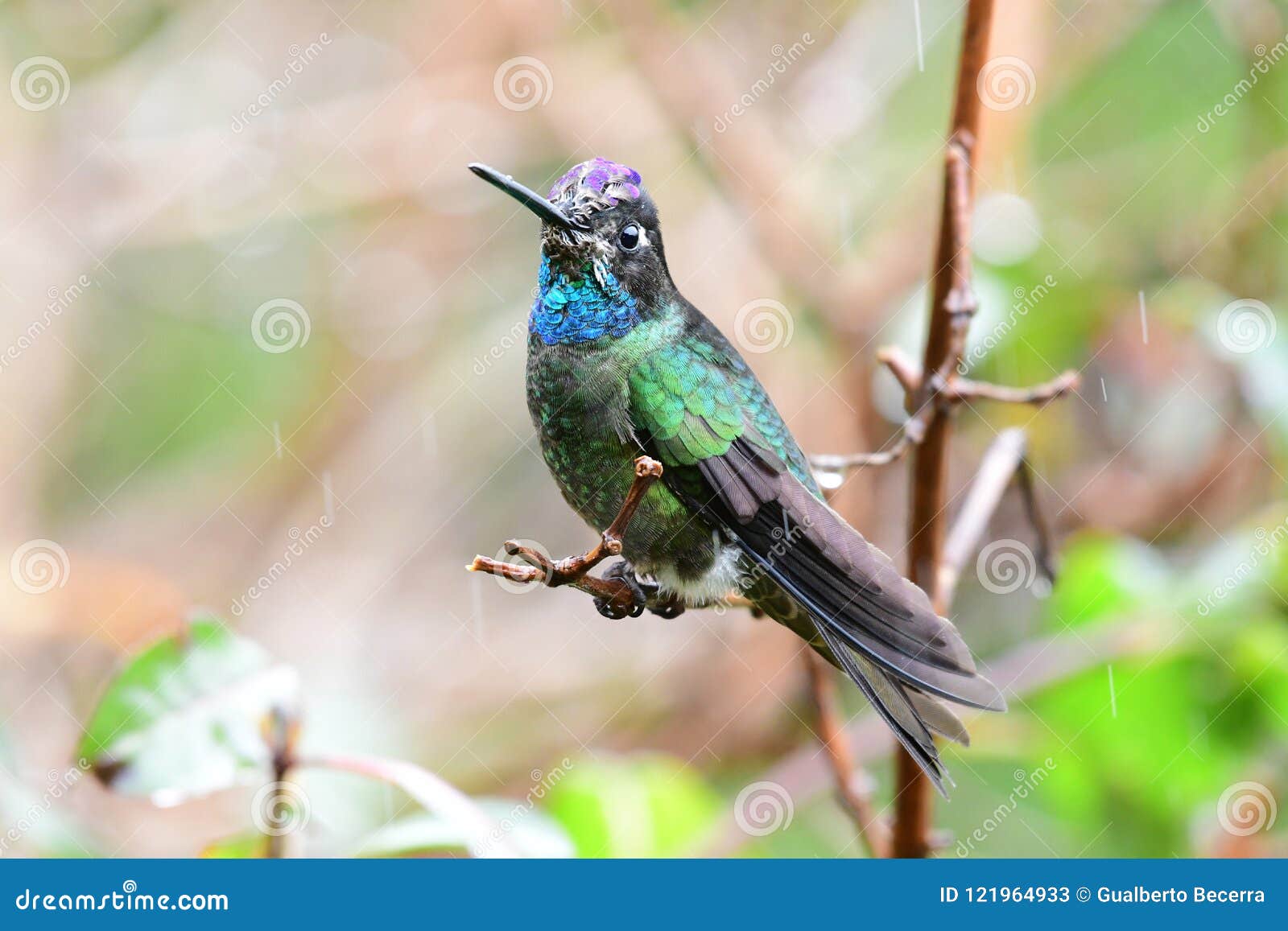 admirable hummingbird or talamanca hummingbird eugenes spectabi