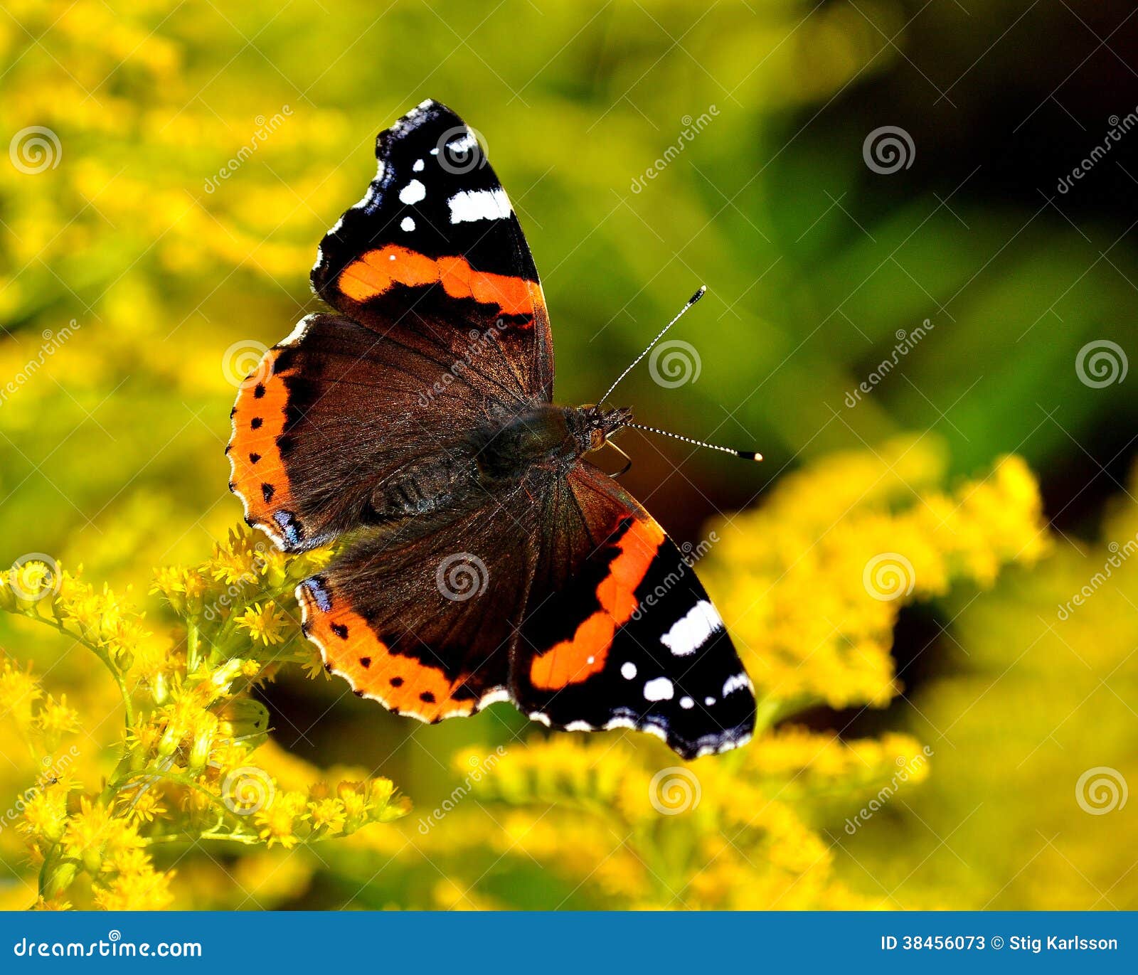 Daily Admiral Butterfly Vanessa Atalanta Stock Image - Image of ...