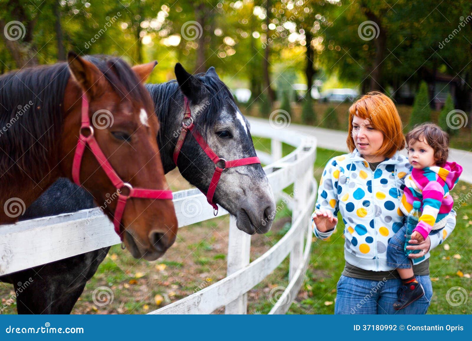 admiring horses