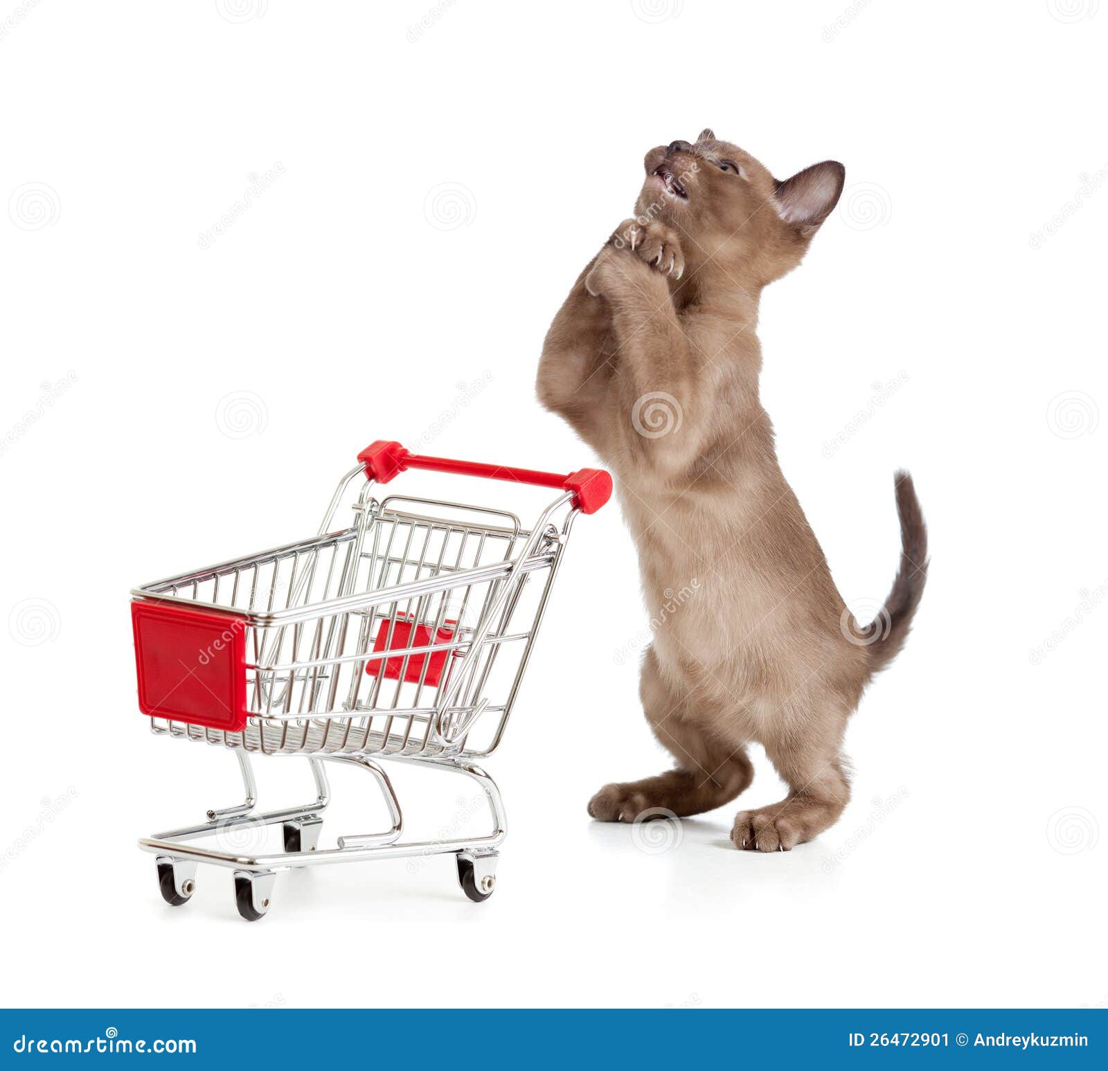 admiring kitten or cat with shopping cart
