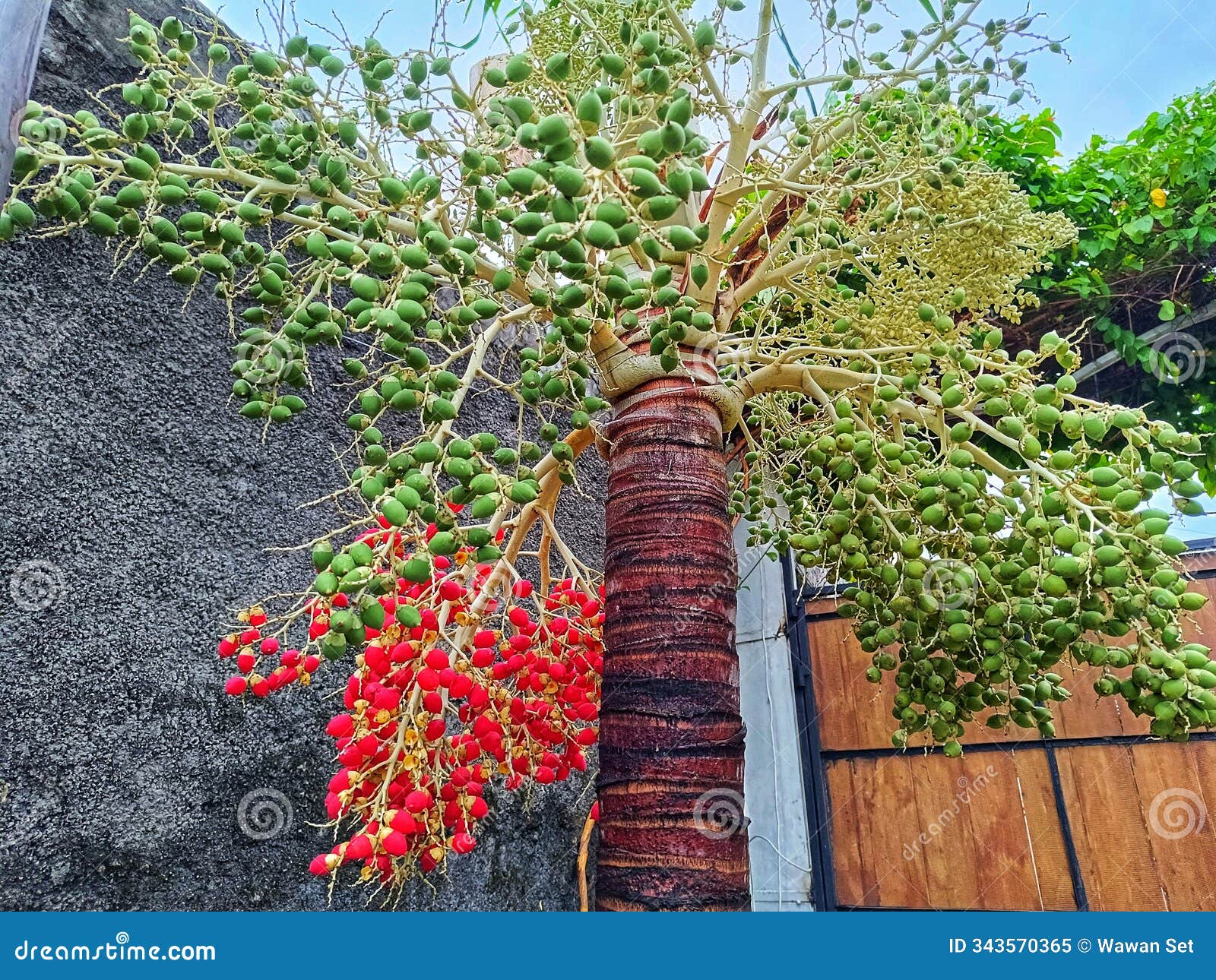 adonidia merrillii, elegant palm tree known as christmas palm for its red fruit that ripens in winter.