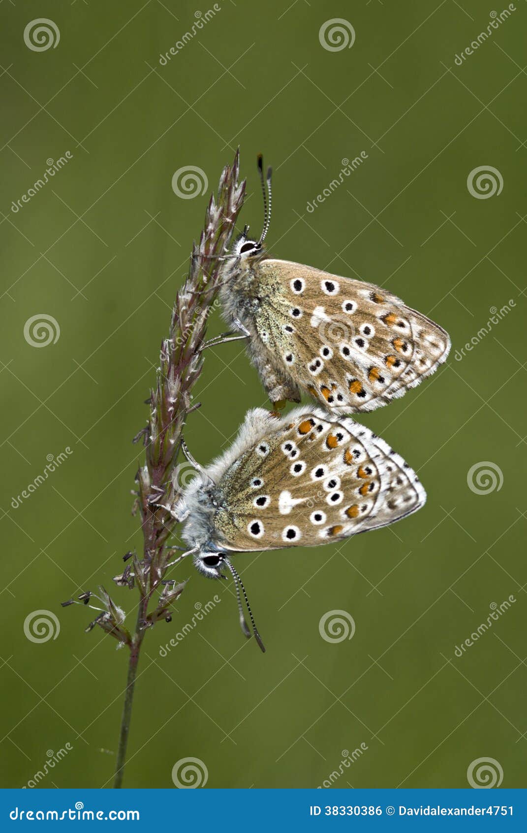 Polyommatus Bellargus, Adonis Blue, Is A Butterfly In The Family Lycaenidae. Beautiful Butterfly