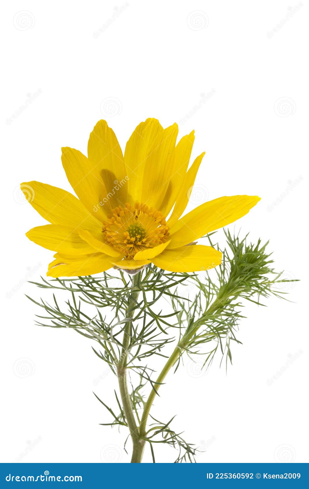 Adonis vernalis aislado foto de archivo. Imagen de macro 225360592