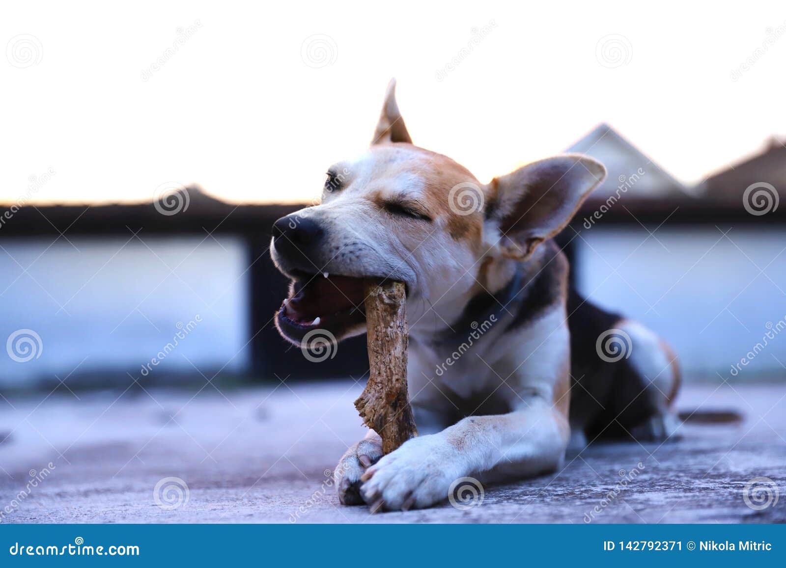 Adopted Puppy Play with Her Stick Stock Image Image of funny, stray