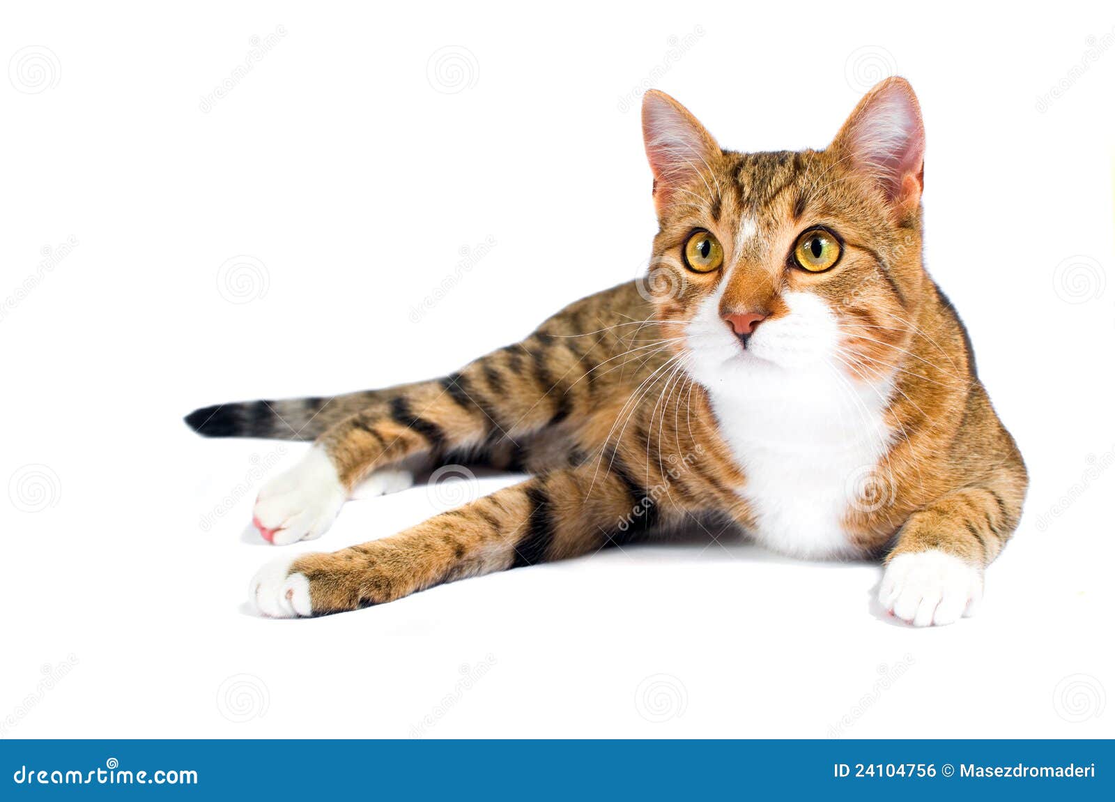 Adopted stray cat stock photo. Image of breed, yellow - 24104756