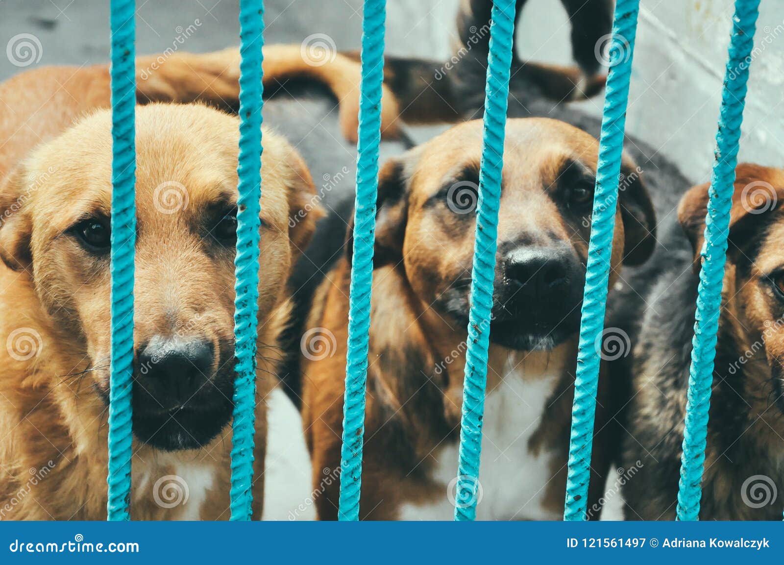 adoption pets sad animals concept cute dogs behind bars animal shelter waiting new owner sad dogs puppy animal 121561497