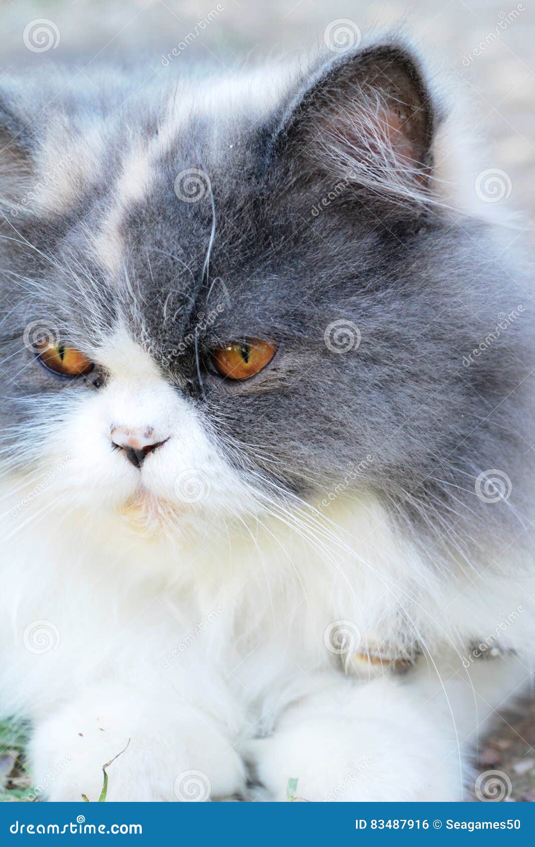 Adorabile Grigio E Bianco Della Razza Del Gatto Persiano Fotografia