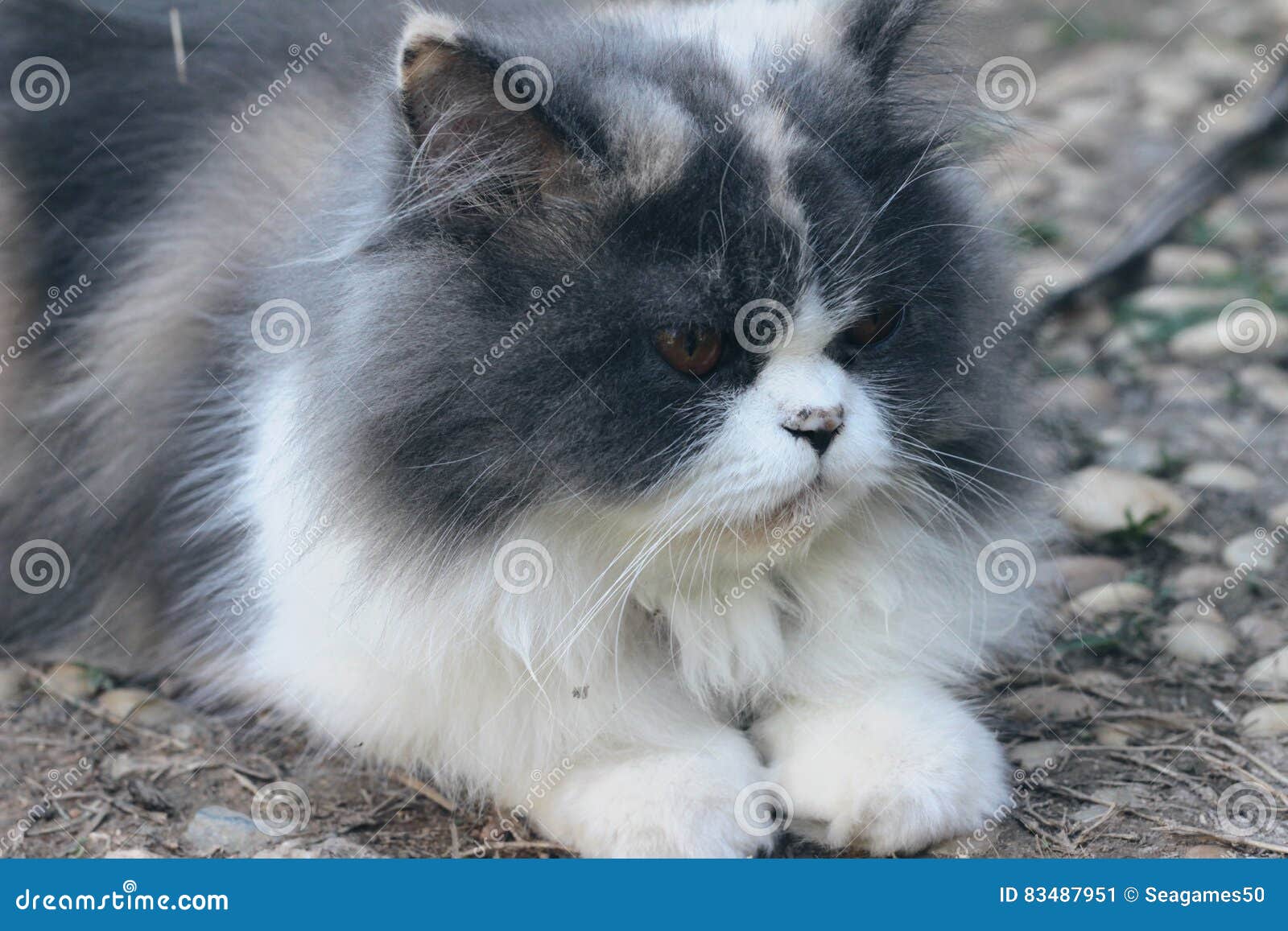 Adorabile Grigio E Bianco Della Razza Del Gatto Persiano Immagine