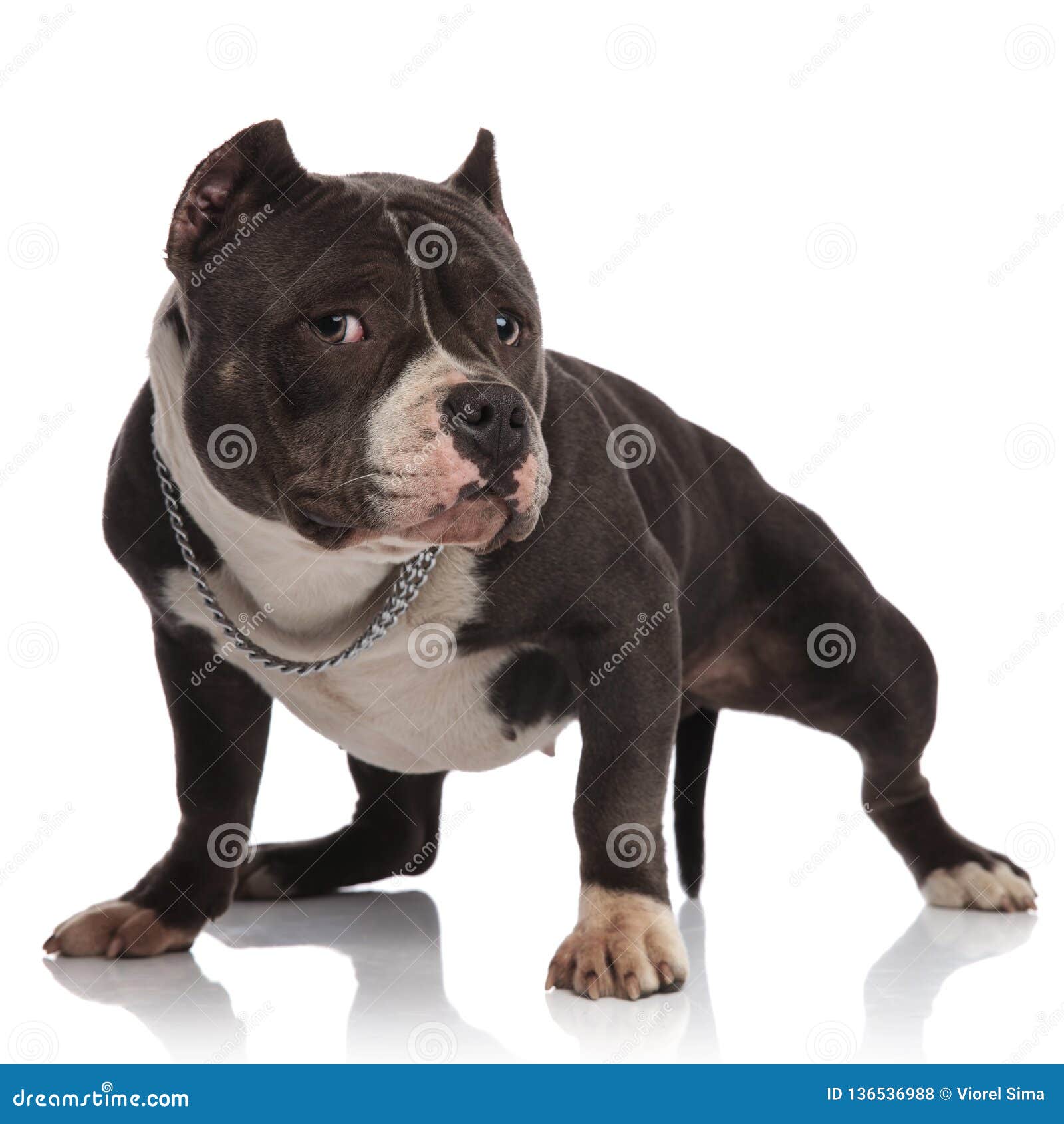 adorable american bully wearing collar standing