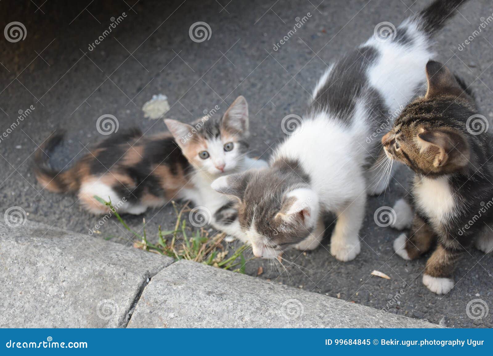 three young cute kittens playing in