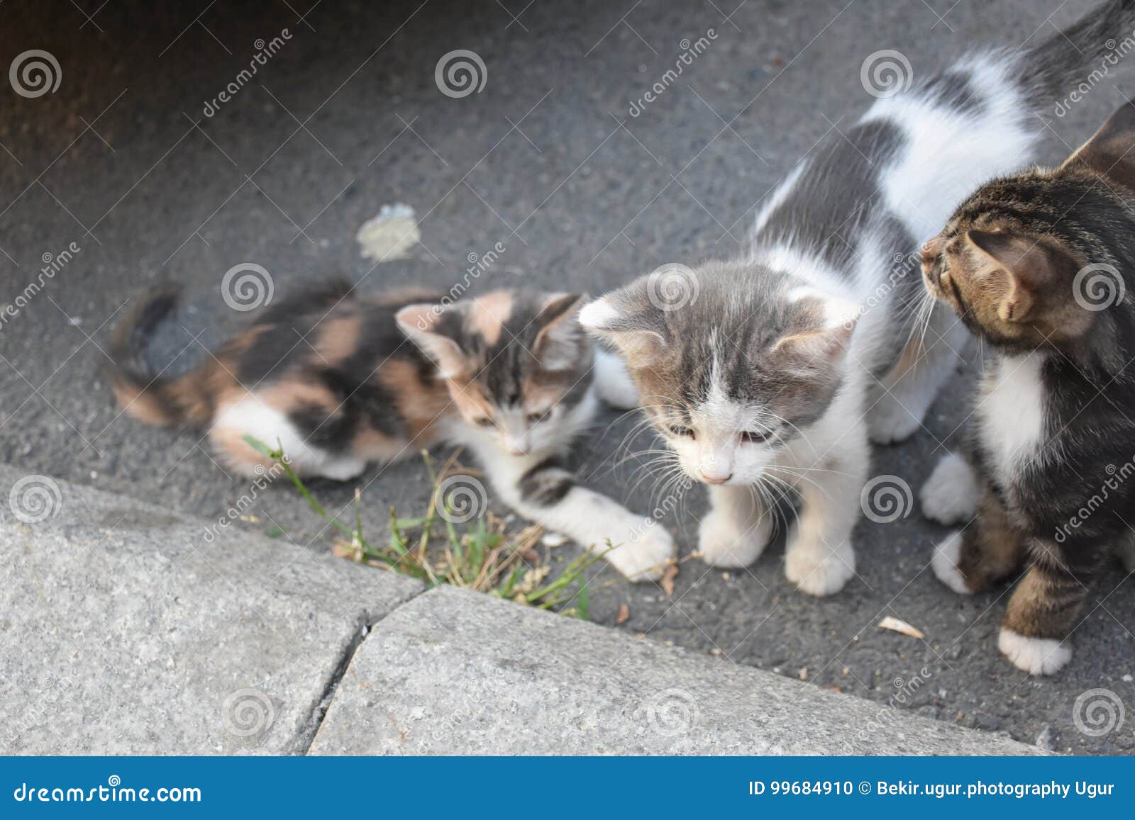 three young cute kittens playing in