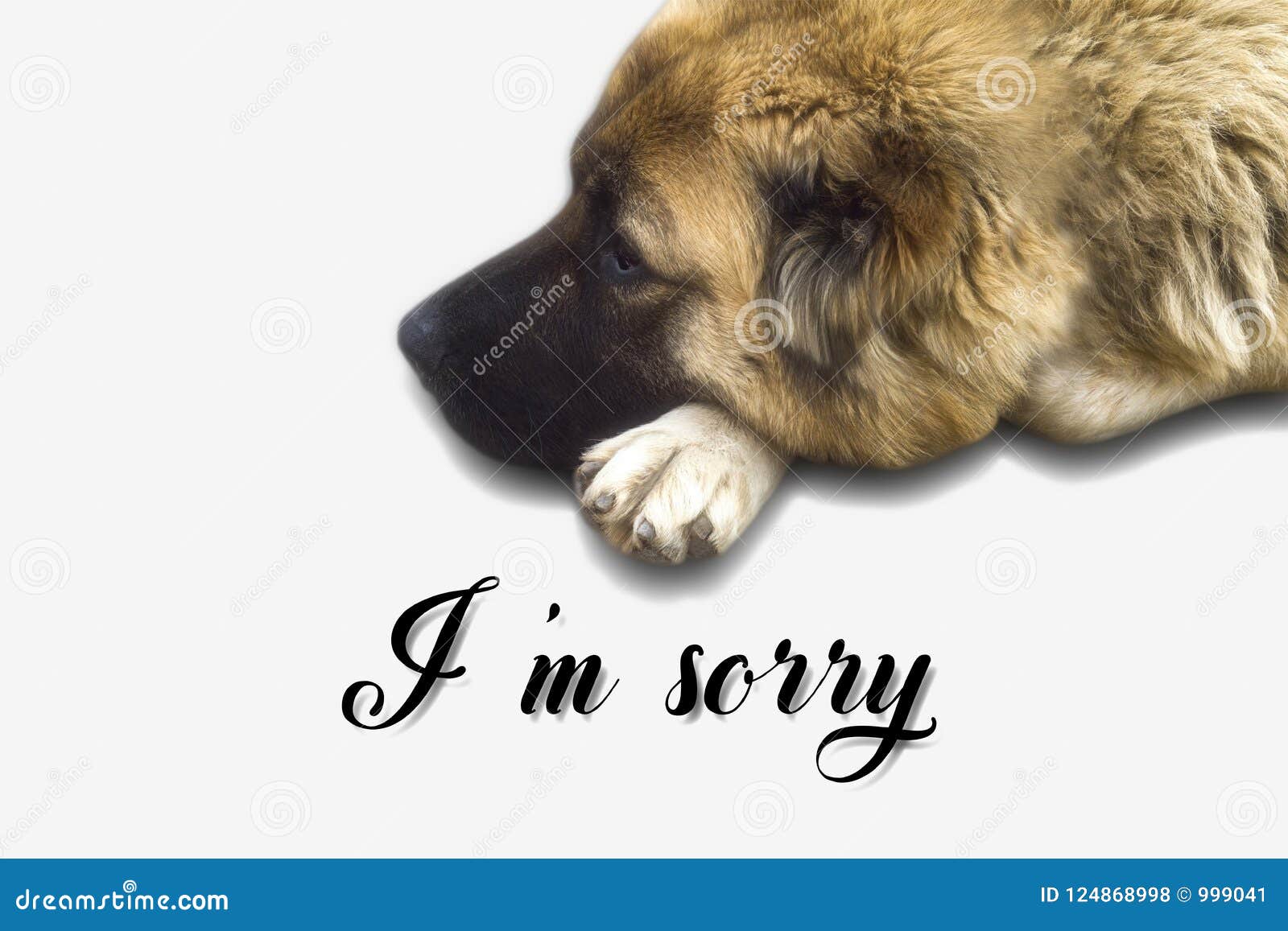 I`m sorry card stock photo. Image of sorry, cute, pedigree - 124868998