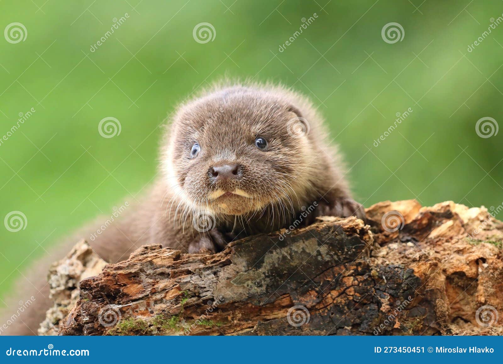 Adorable Bébé Loutre Eurasien En été Image stock - Image du