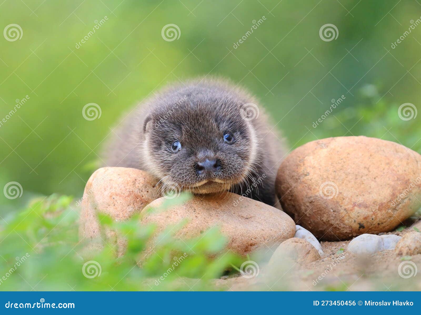 Adorable Bébé Loutre Eurasien En été Photo stock - Image du velu, loutre:  273450456