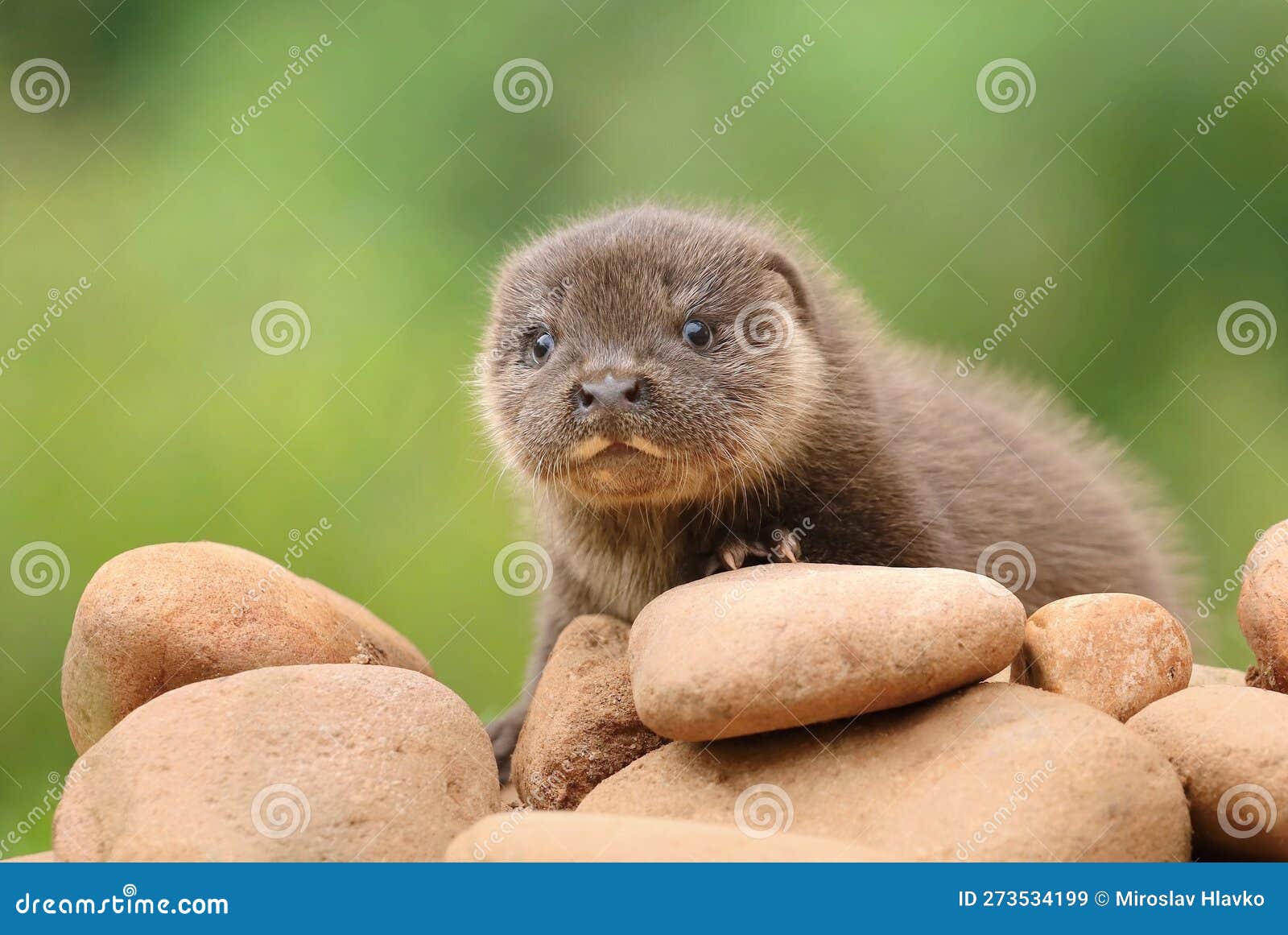 Adorable Bébé Loutre Eurasien En été Image stock - Image du animal, normal:  273534199