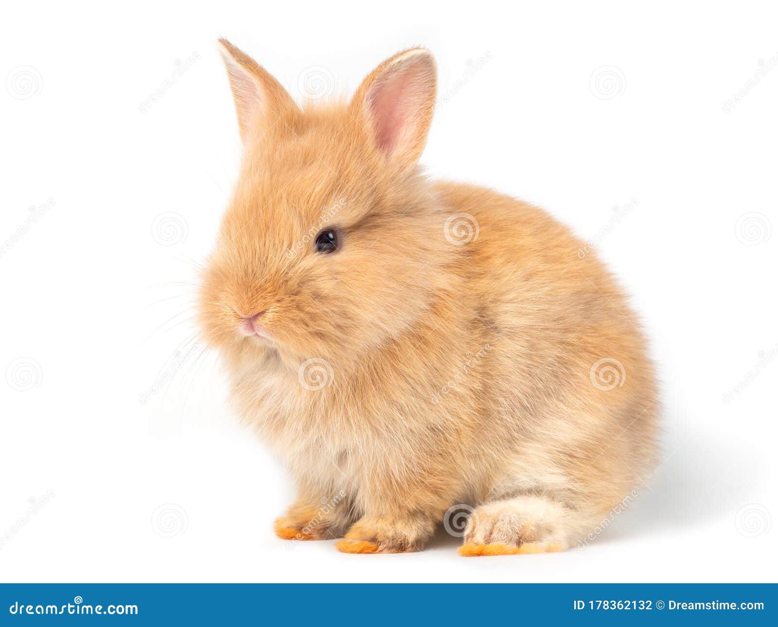 Brown Bunnies Pics