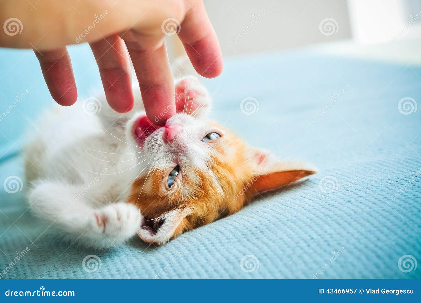 Adorable Baby Cat With Blue Eyes Stock Image Image Of Beautiful Animal