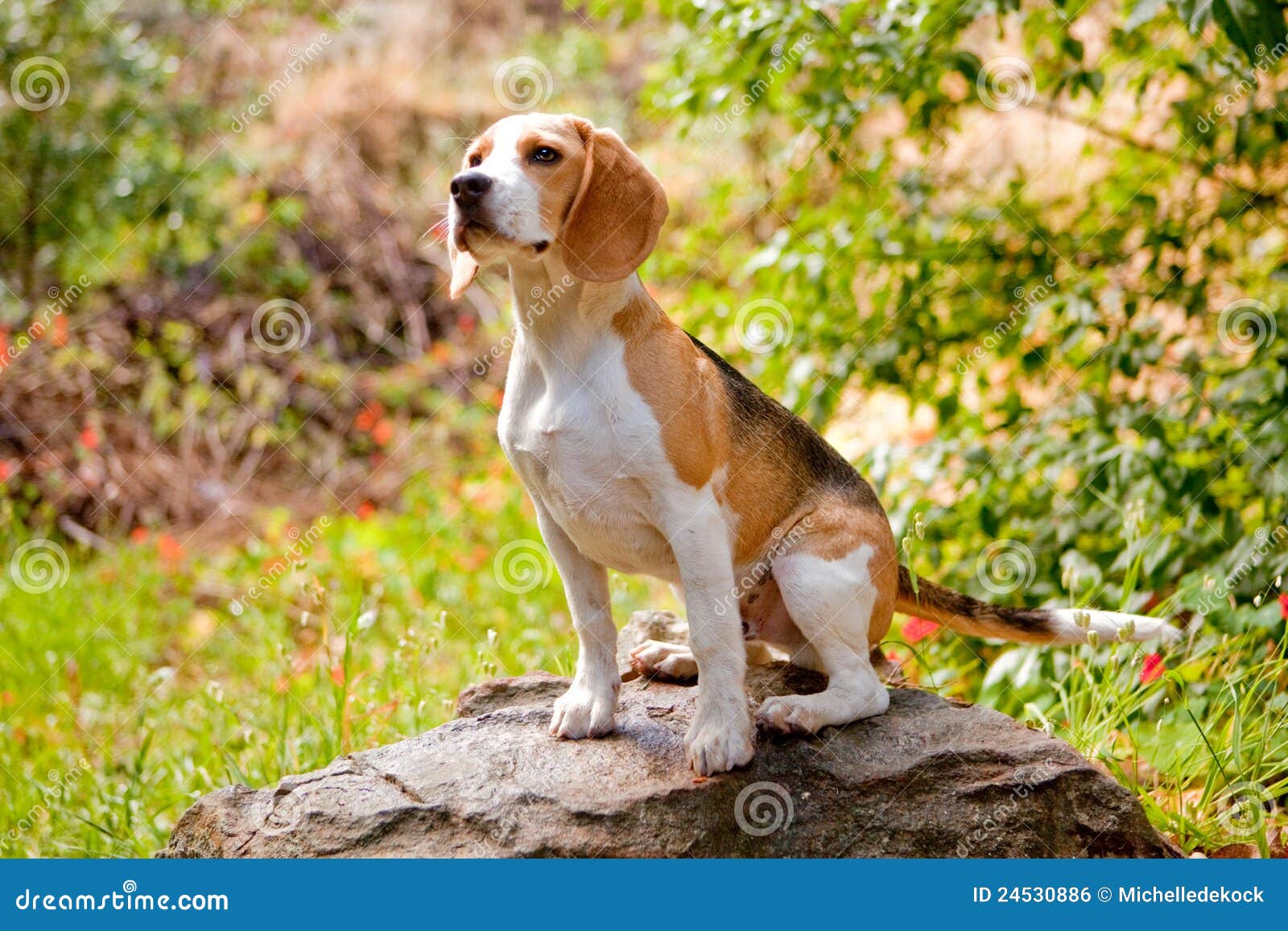 adorable beagle