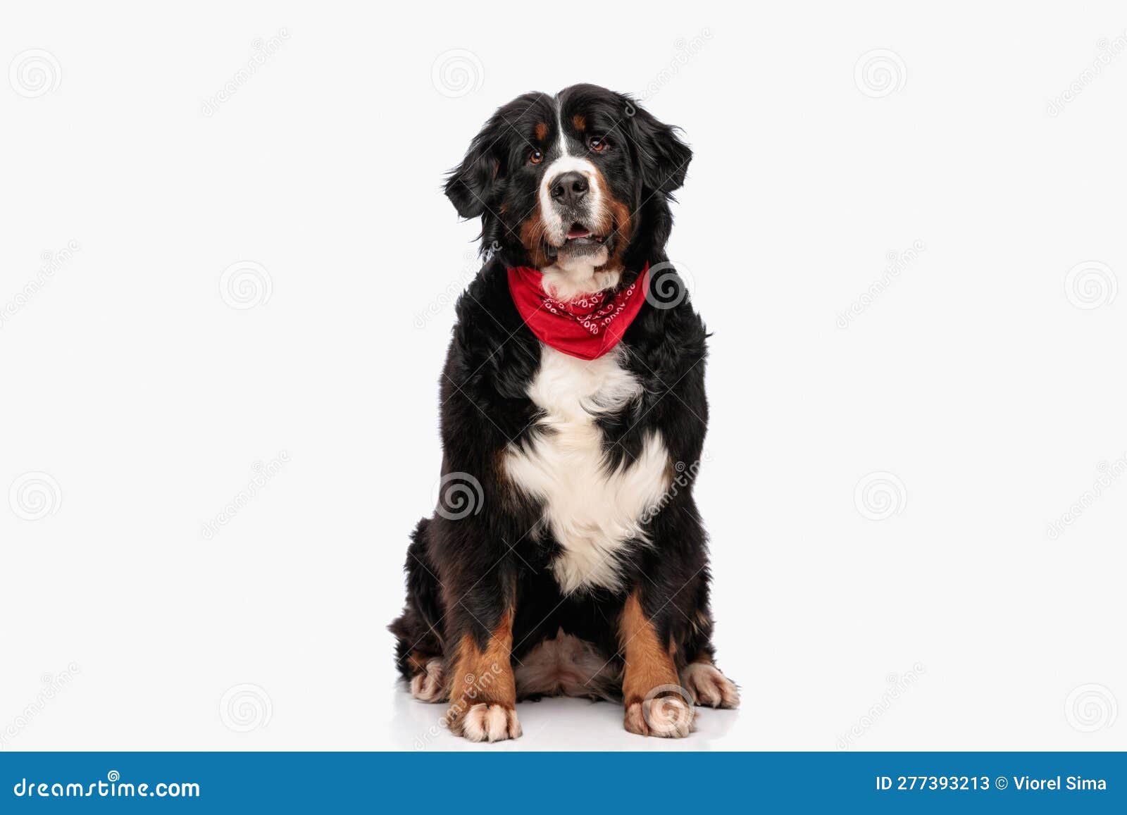 adorable berna shepherd dog with red bandana opening mouth