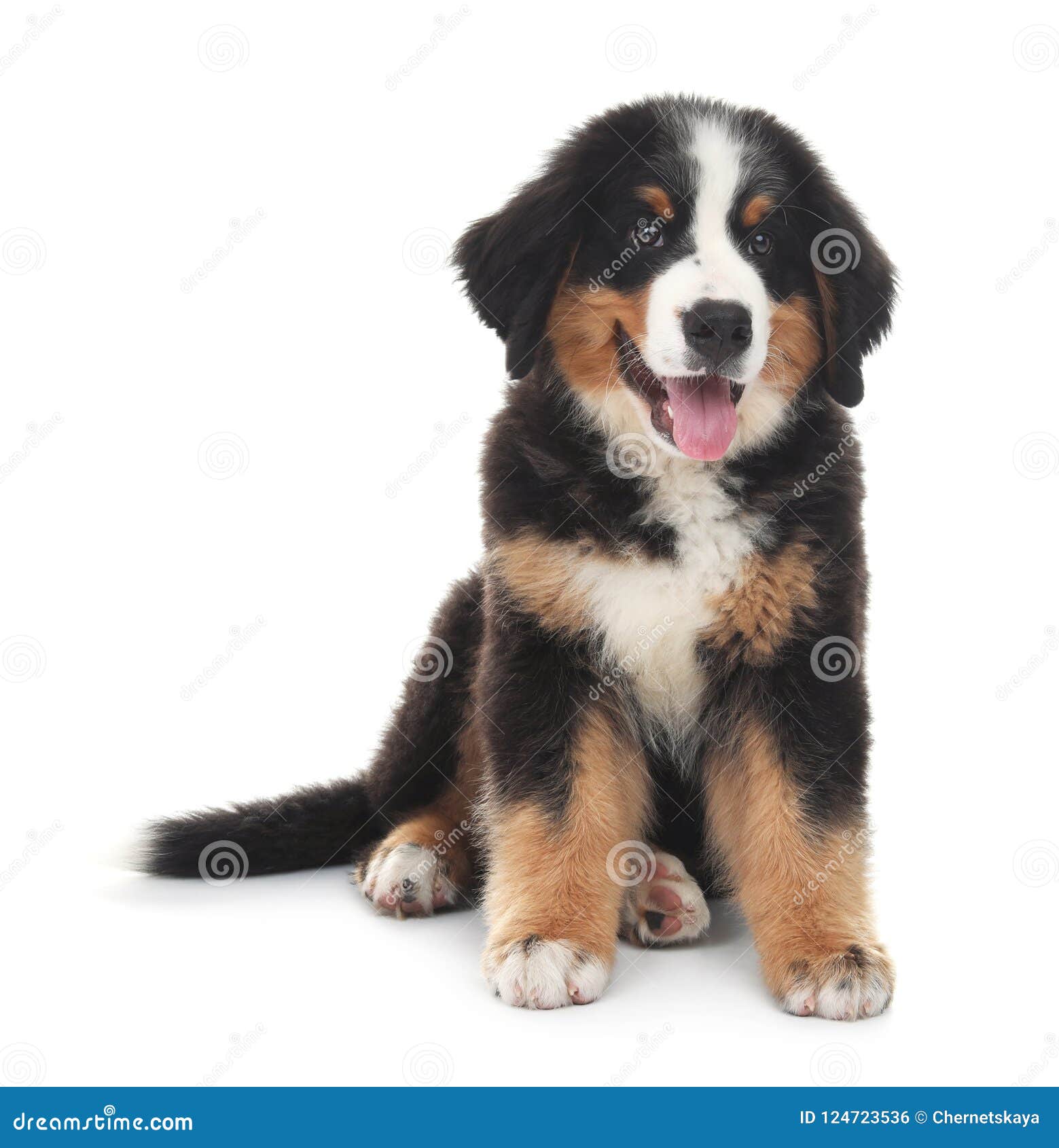 bernese mountain dog puppy white