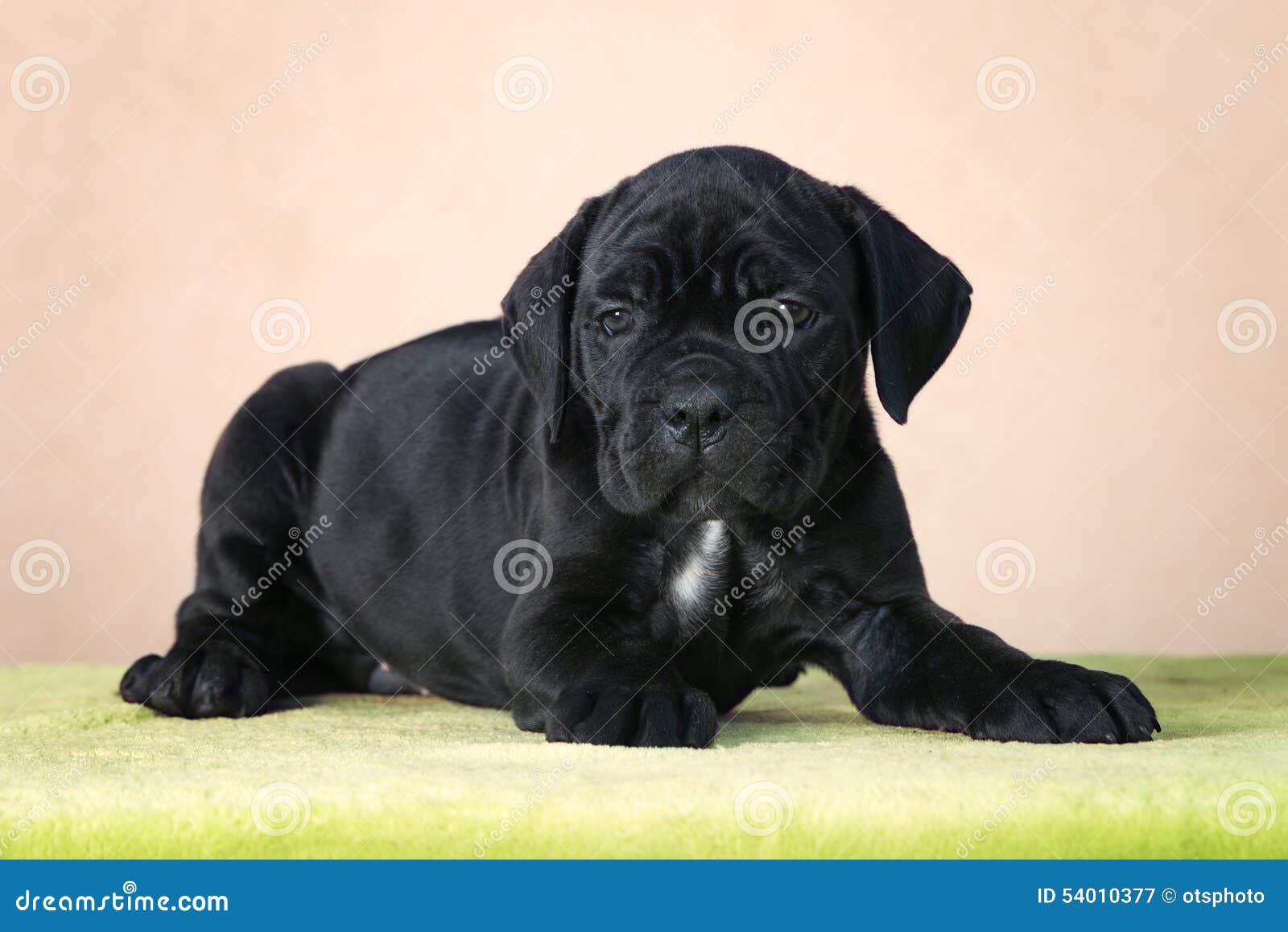 Adorable Black Cane Corso Puppy Stock Image - Image of ...