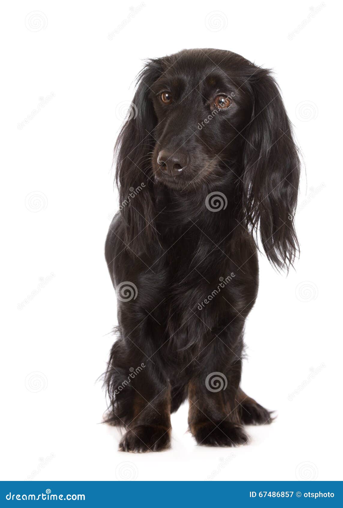 Adorable Black Dachshund Dog Stock Image Image Of Haired