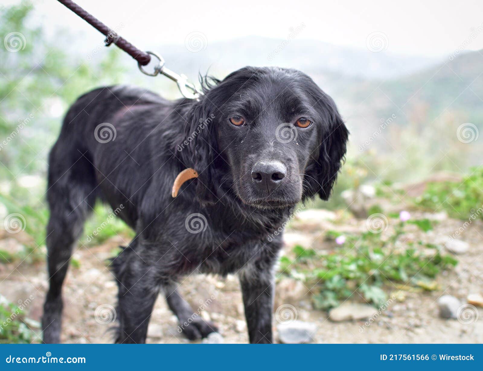 Adorable Black Dog on a Leash Outdoors Stock Photo Image of puppy