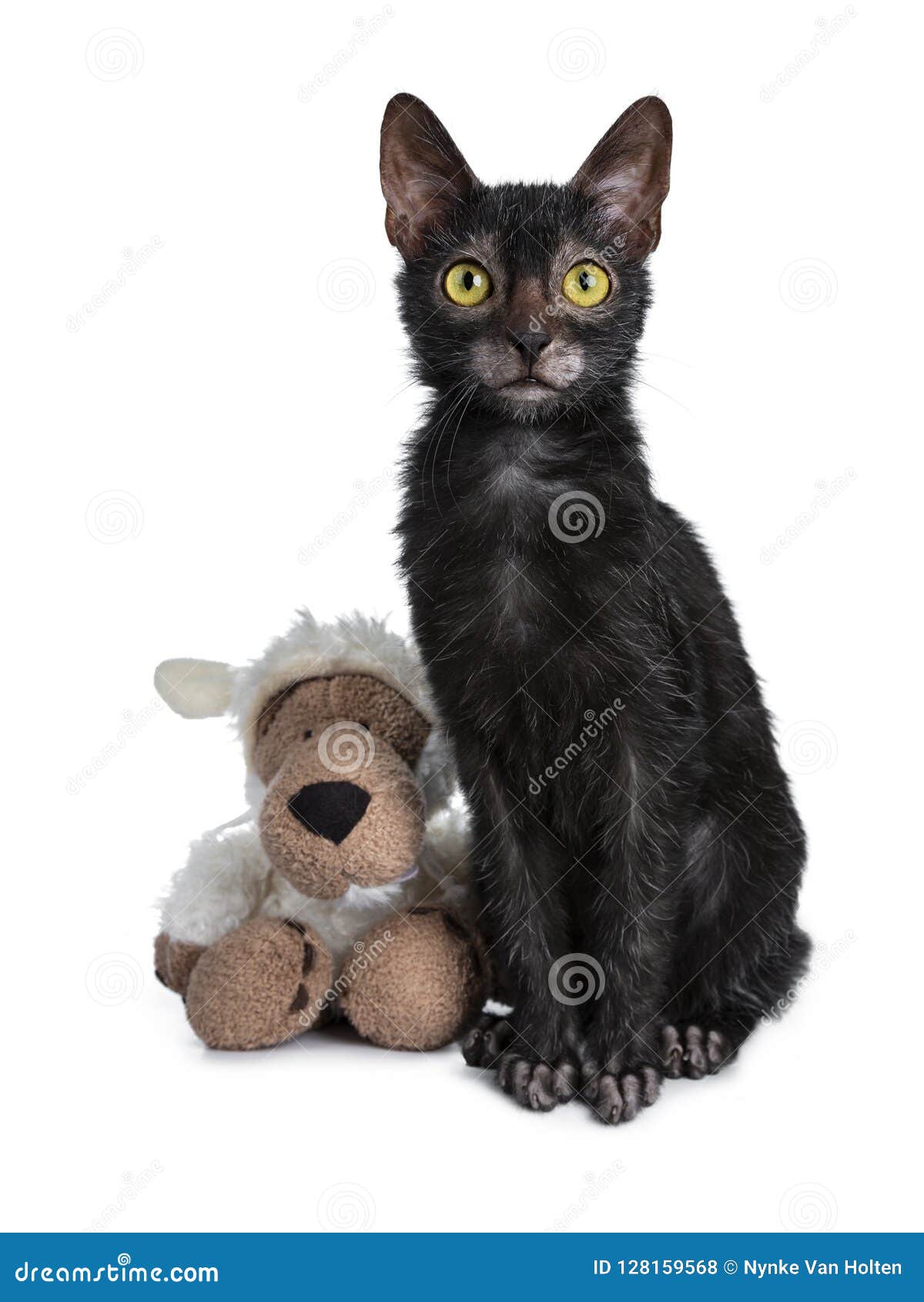 kitten black adult - 'kitten xxx ebony' Search - XVIDEOS.COM