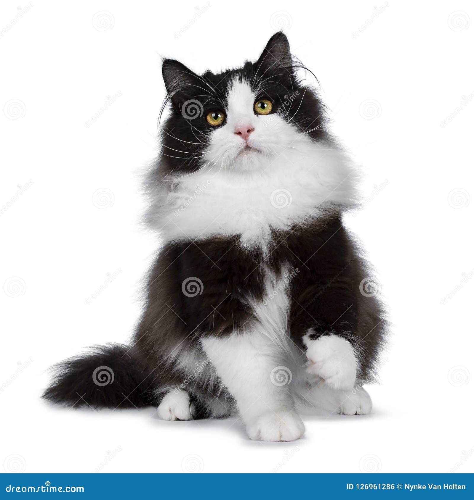 60 HQ Pictures Black Smoke Cat Names - CFA (Cat Fanciers Association) | Showing Turkish Angora ...