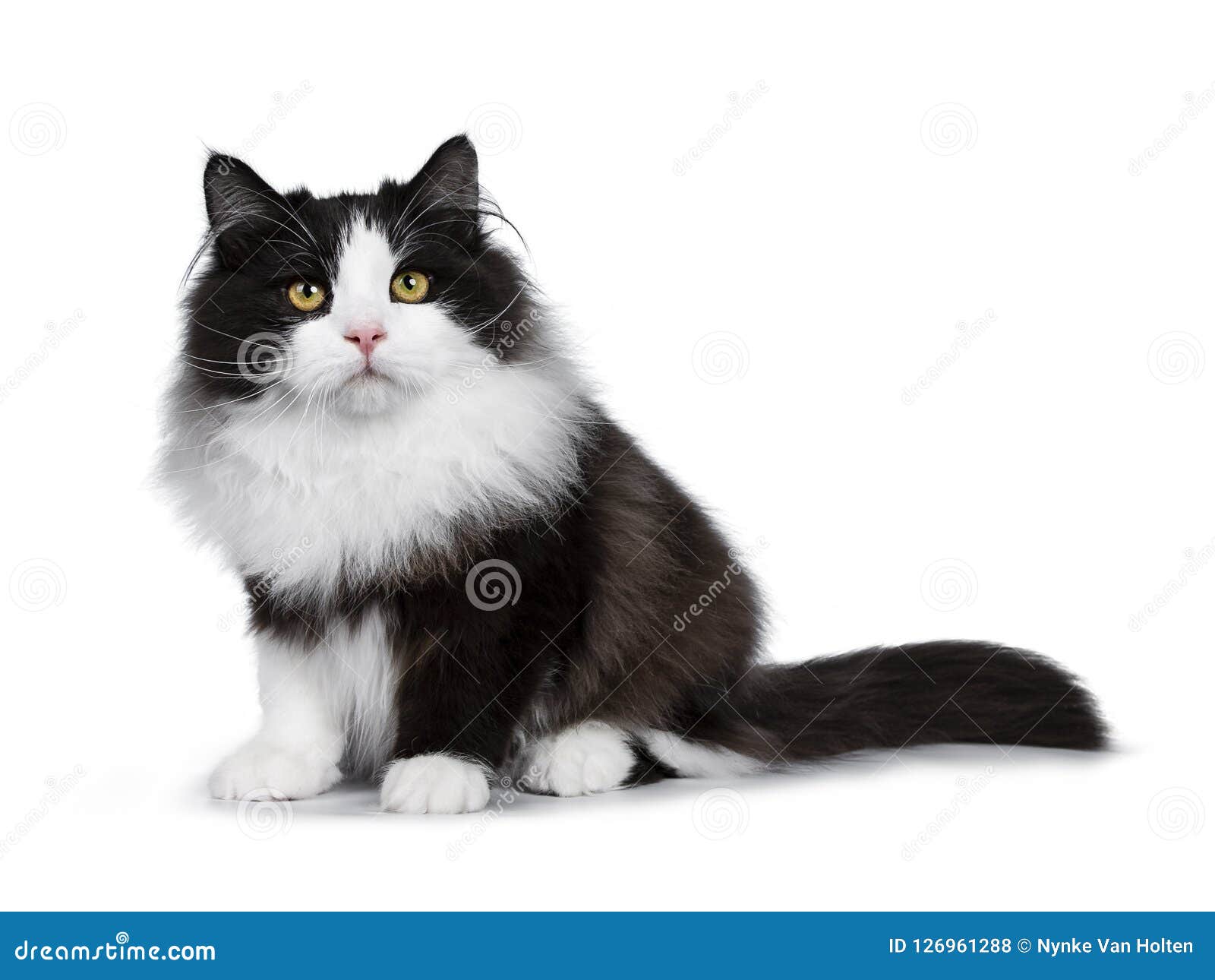 black smoke siberian forest cat