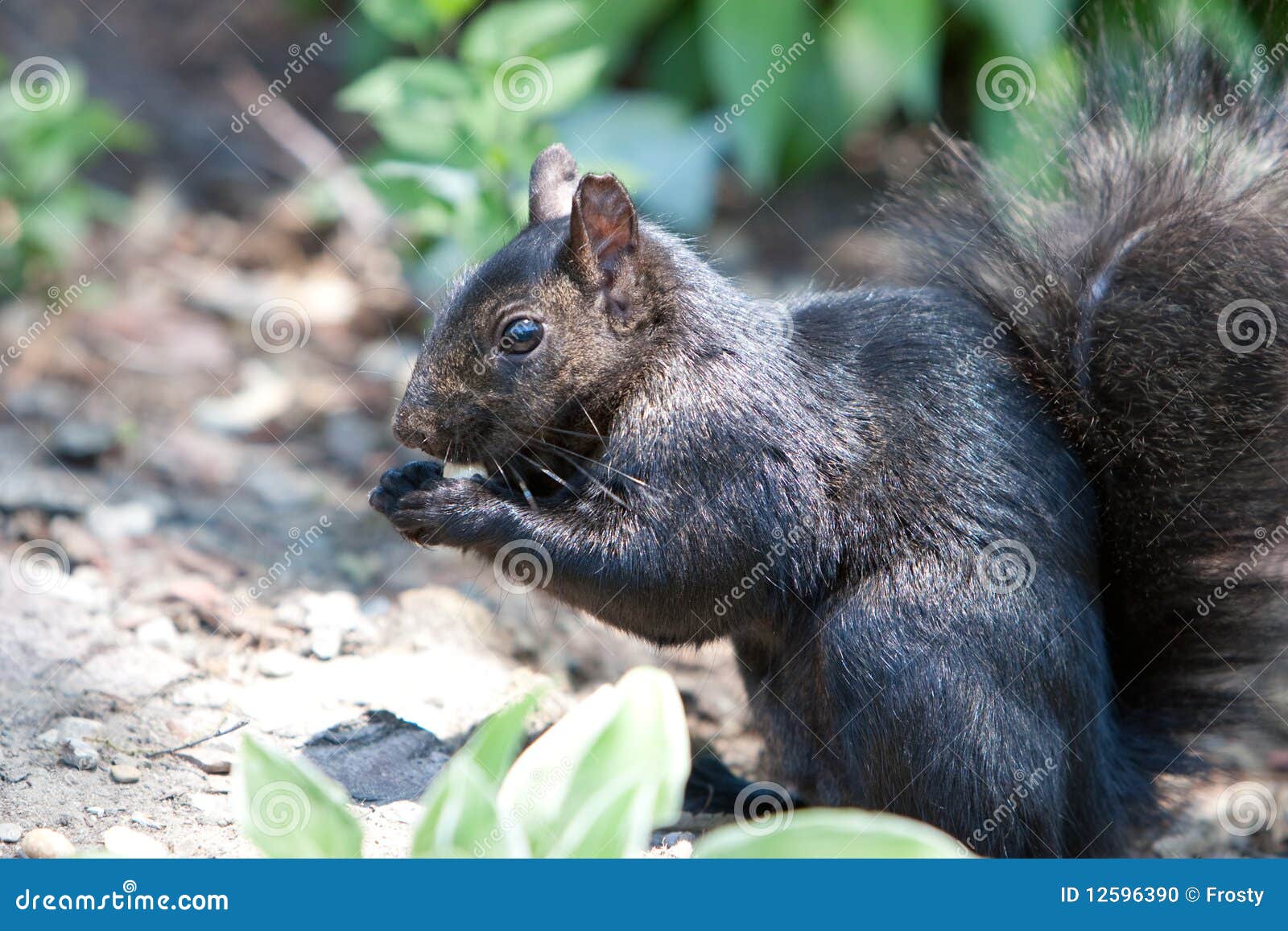 Adorable Black Squirrel Eating A Nut Stock Photo  Image: 12596390