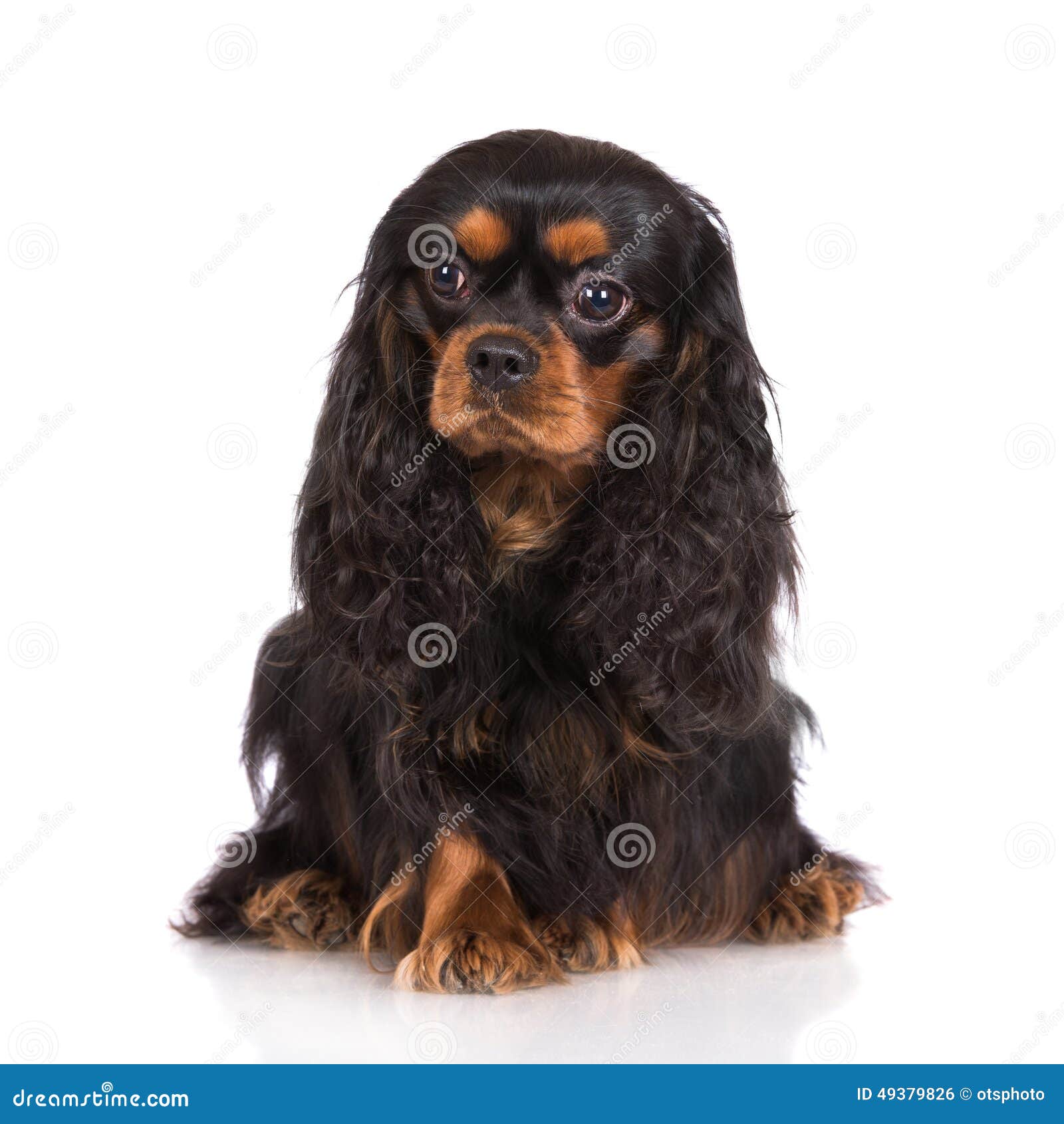 Adorable Black And Tan Cavalier King Charles Spaniel Dog Stock Photo Image Of Adorable King 49379826