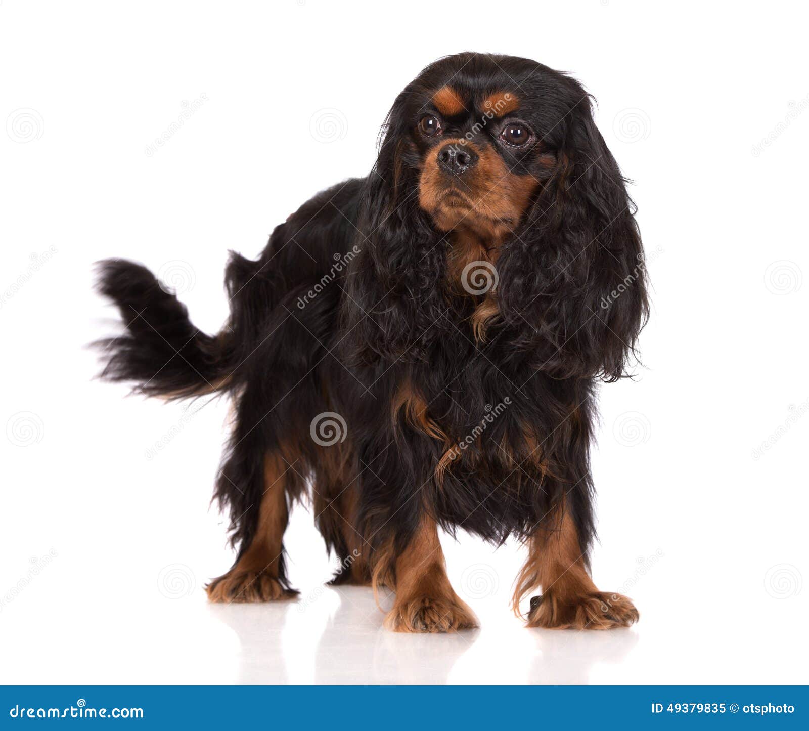 Adorable Black And Tan Cavalier King Charles Spaniel Dog Stock Image Image Of Alert Canine 49379835