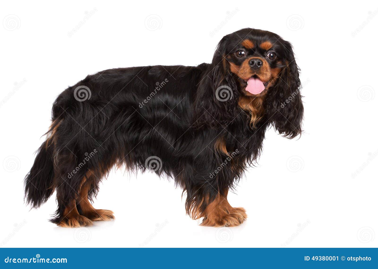 black and tan king charles puppy