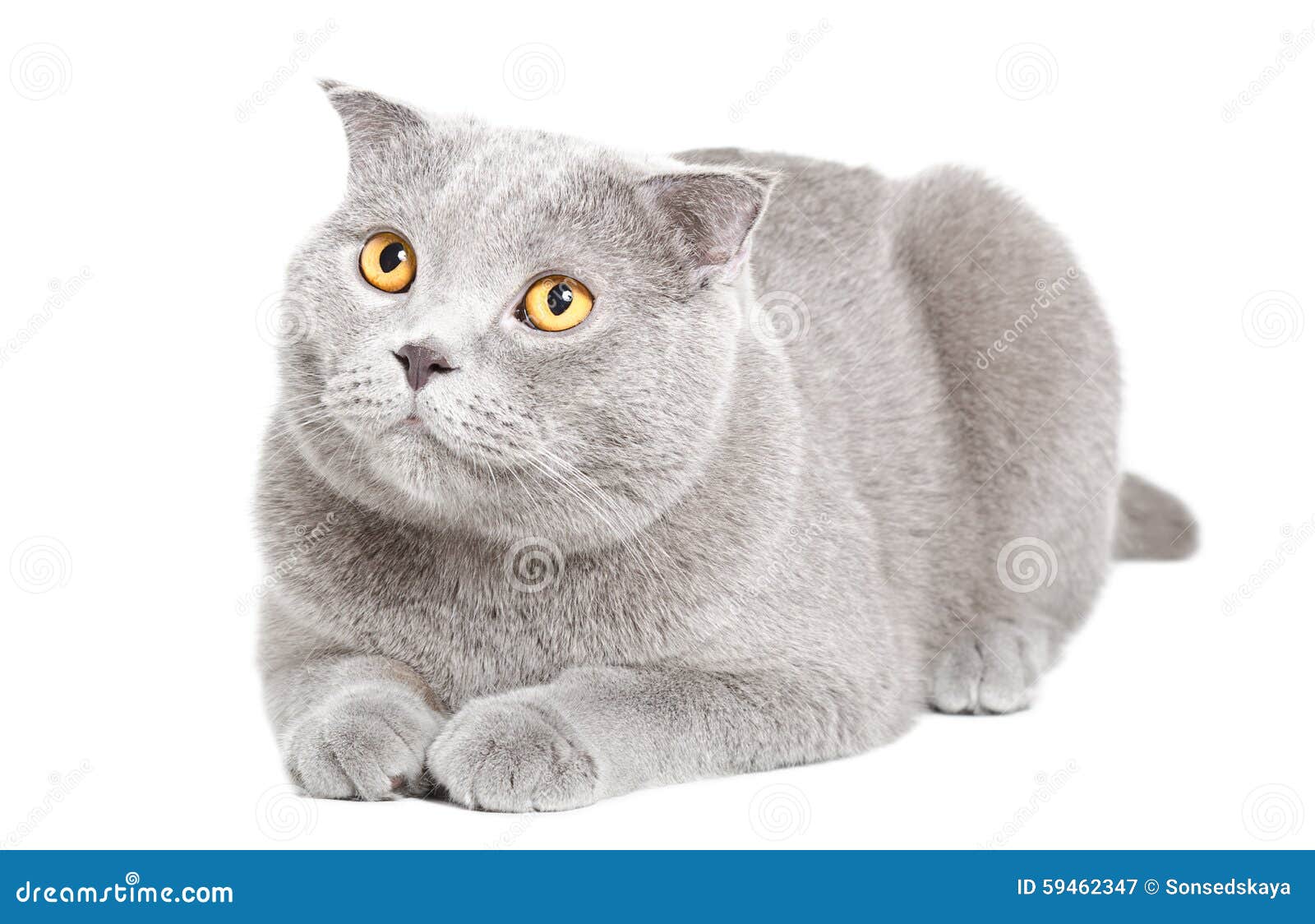 Adorable Blue Scottish Fold Cat Stock Image Image of baby, background