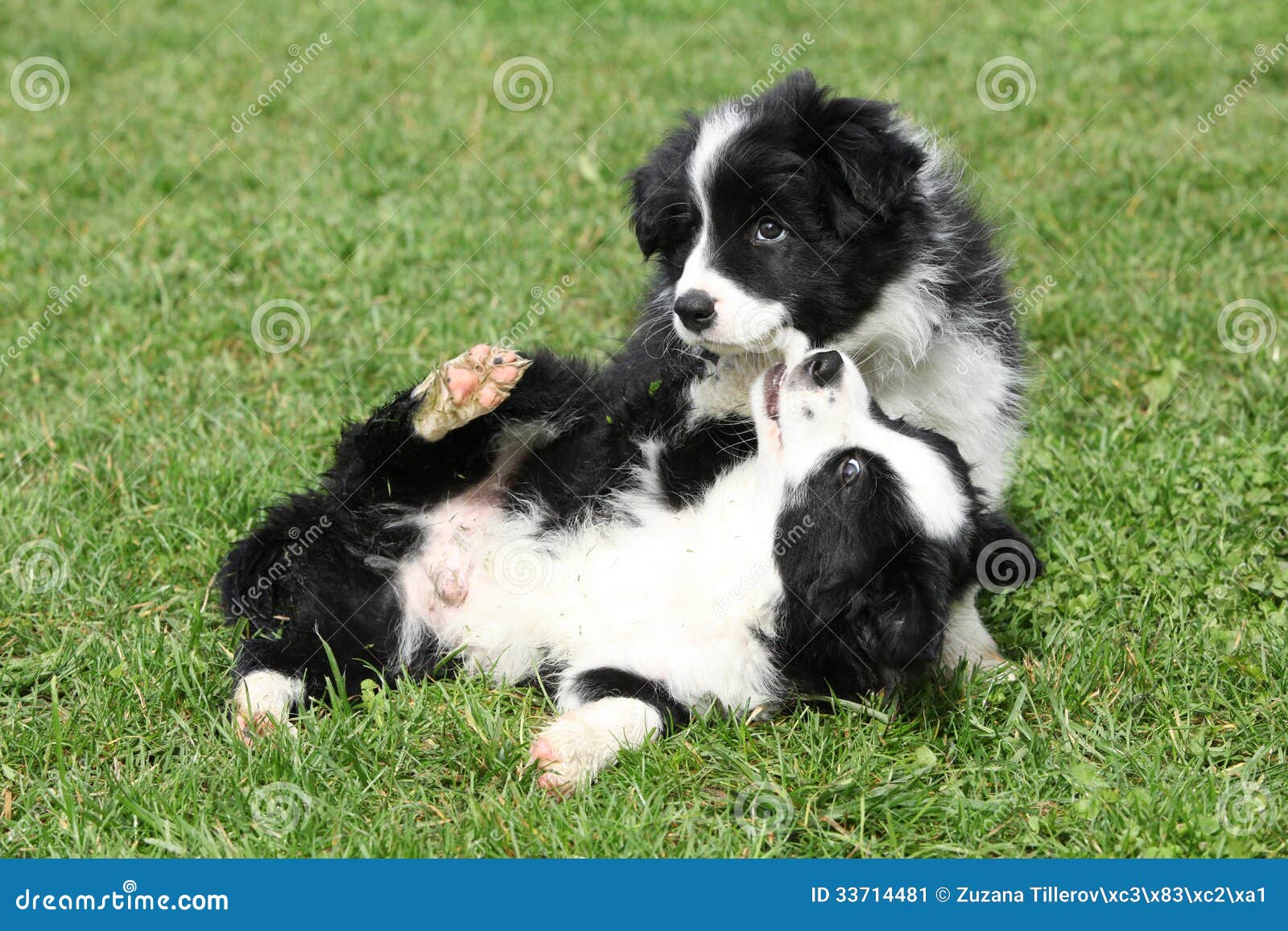 border collie puppies playing