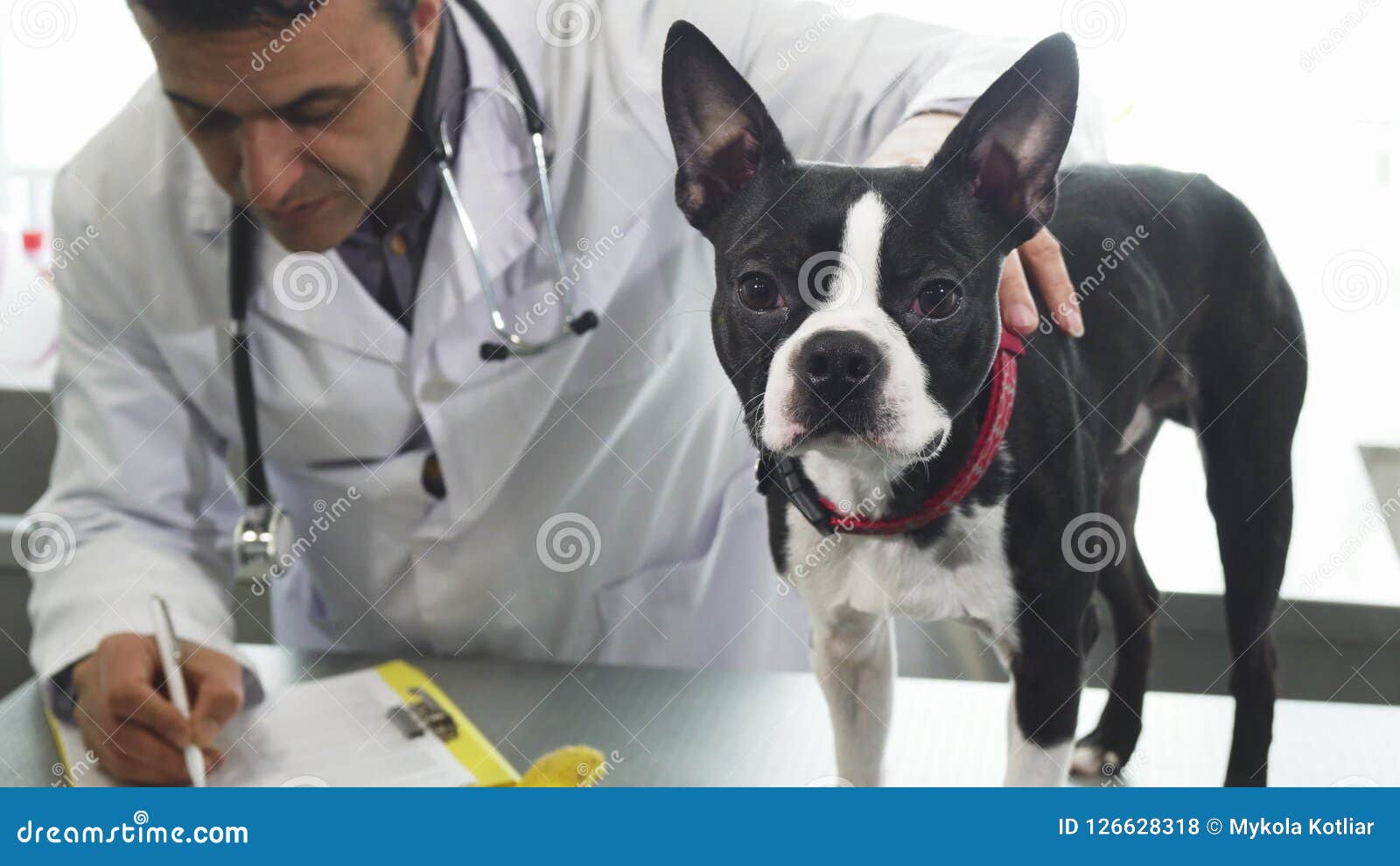 adorable boston terrier puppies