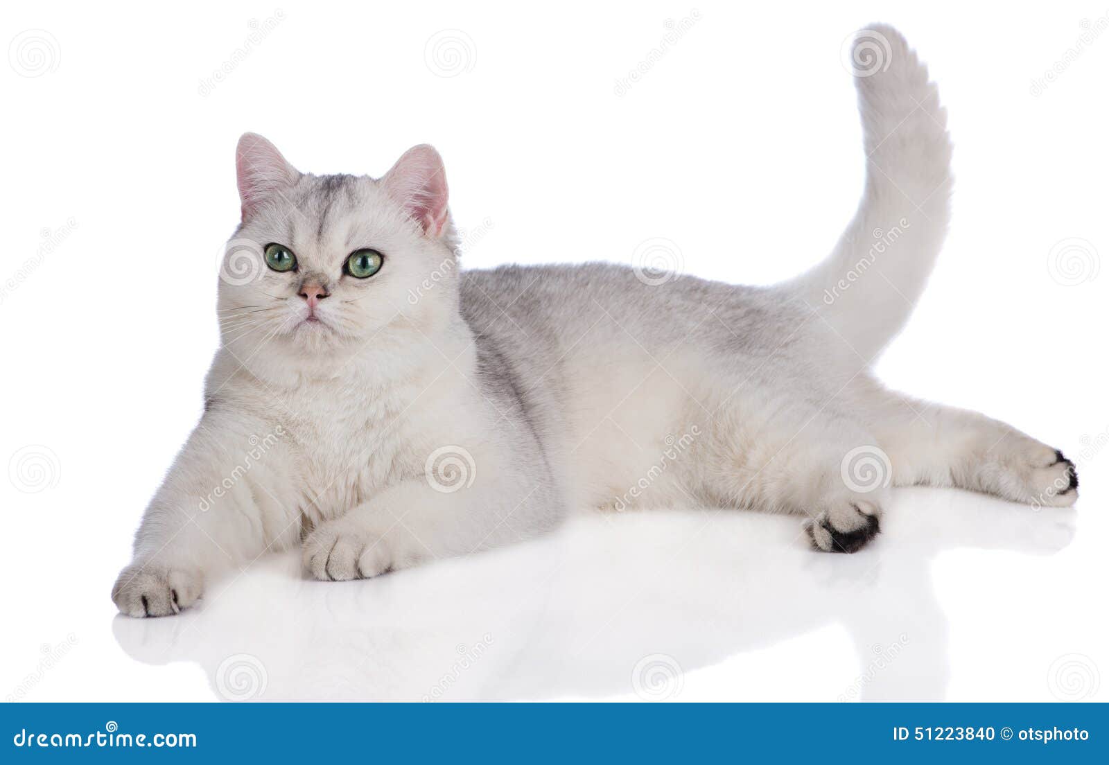 Adorable British Shorthair Kitten On White Stock Photo Image Of