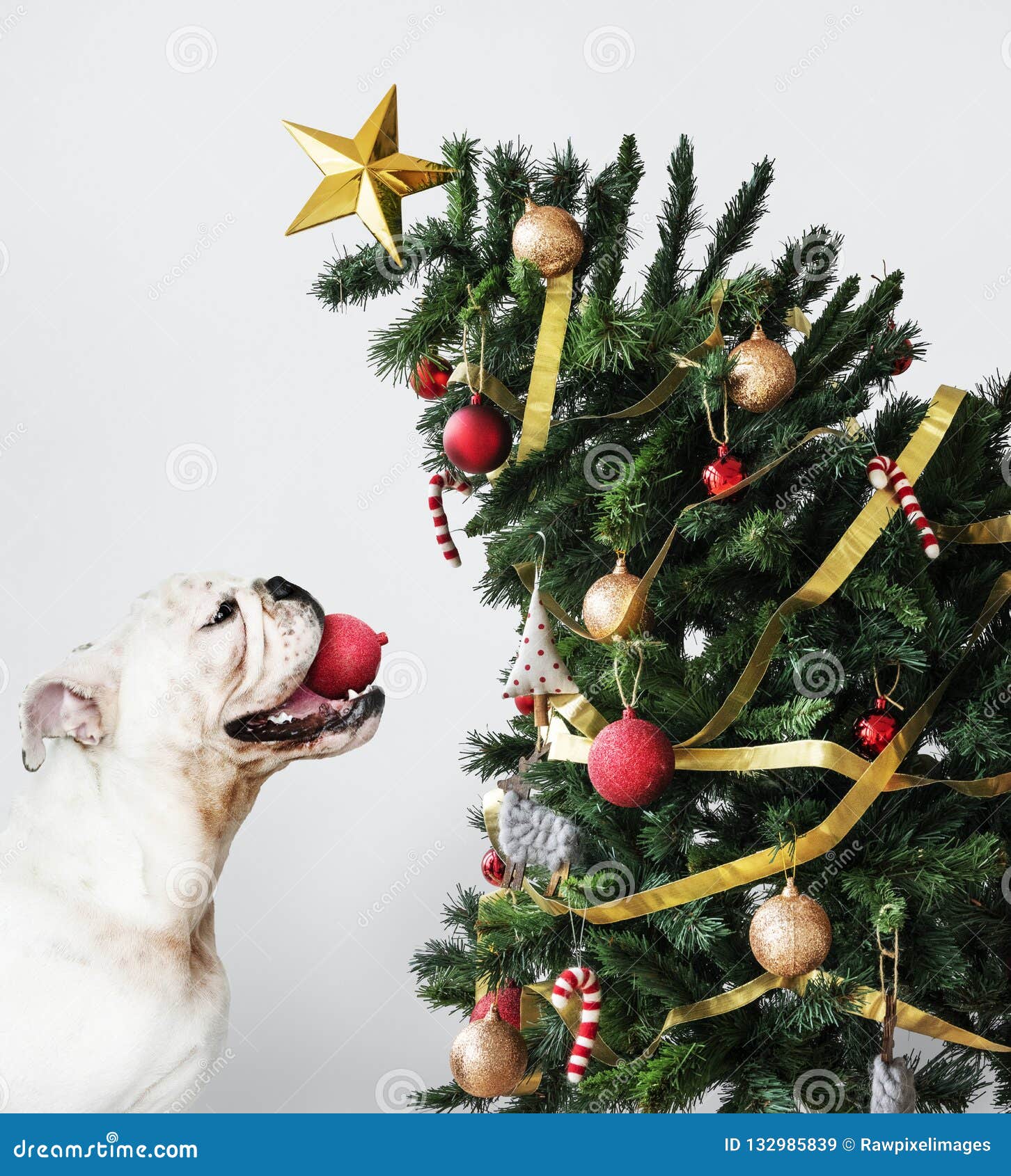 Adorable Bulldog Puppy Standing Next To A Christmas Tree