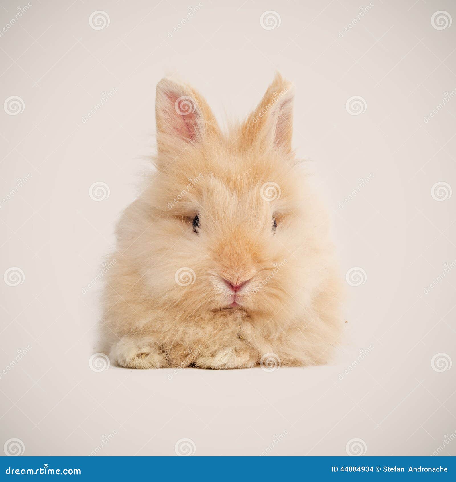 Bunny Eyes Stock Photos, Images and Backgrounds for Free Download